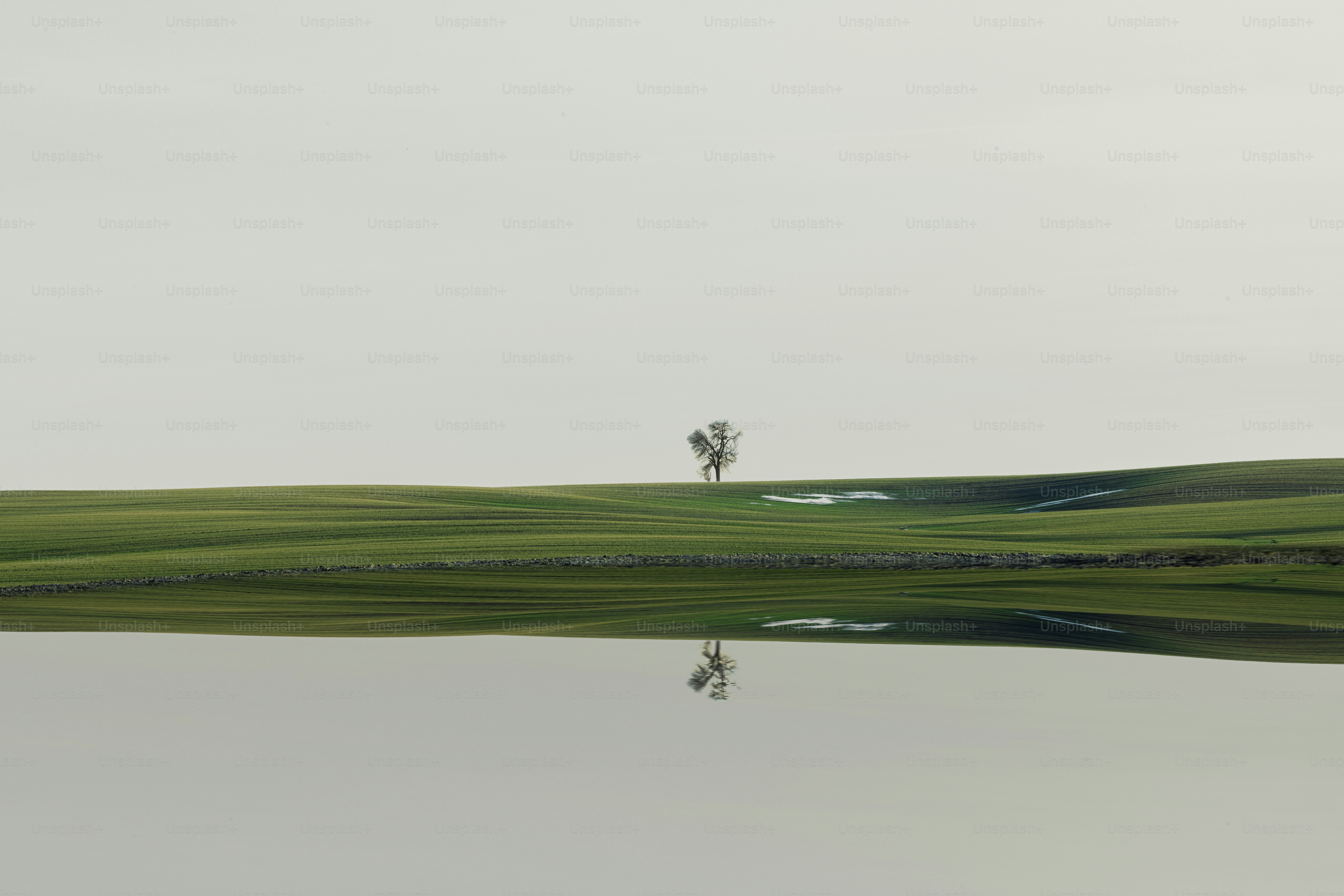 Lone tree on green hill reflected in calm water.