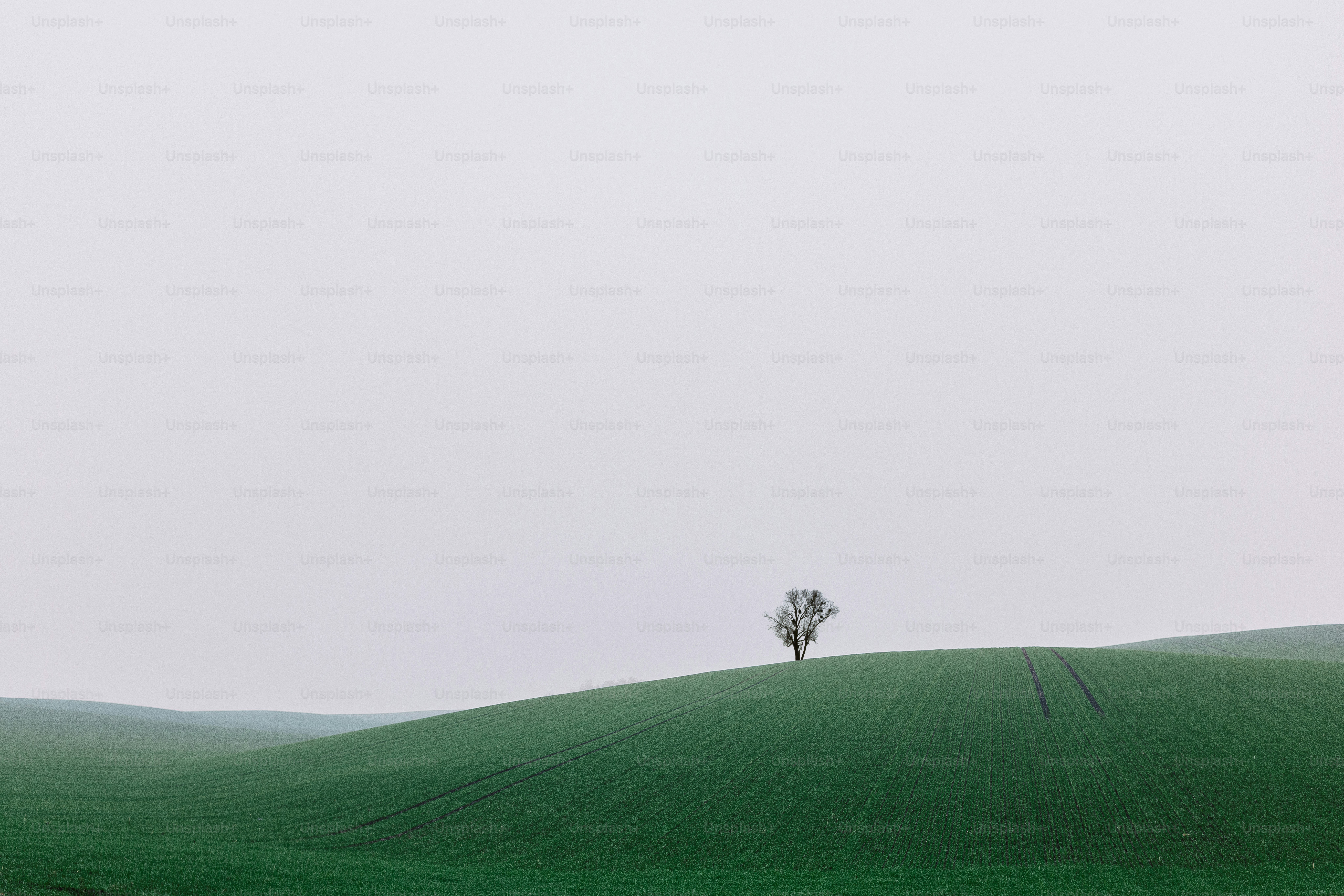 Un árbol solitario se alza en una colina verde y ondulada.