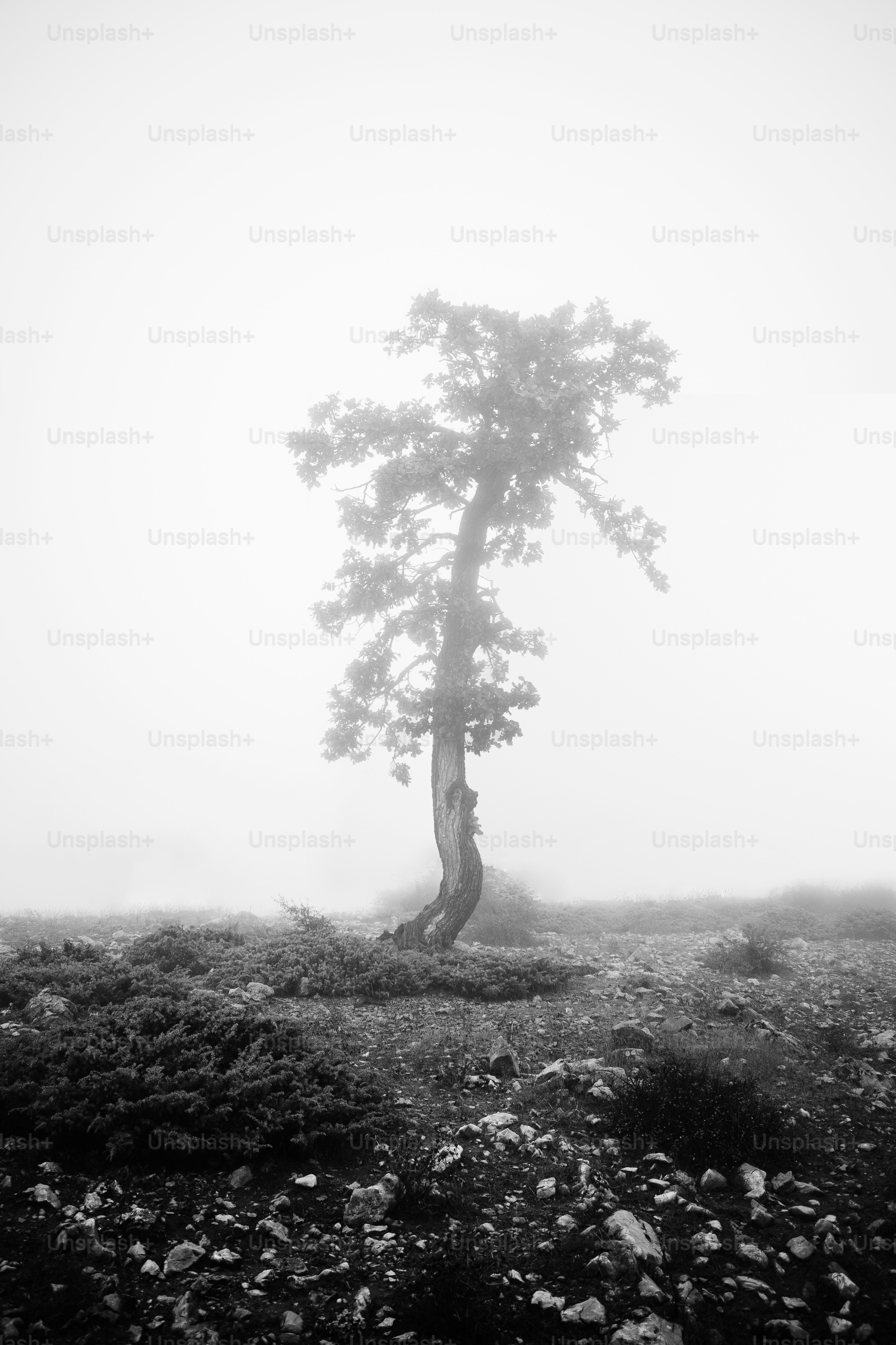 A solitary tree stands in a foggy, rocky landscape. photo – Outdoors ...