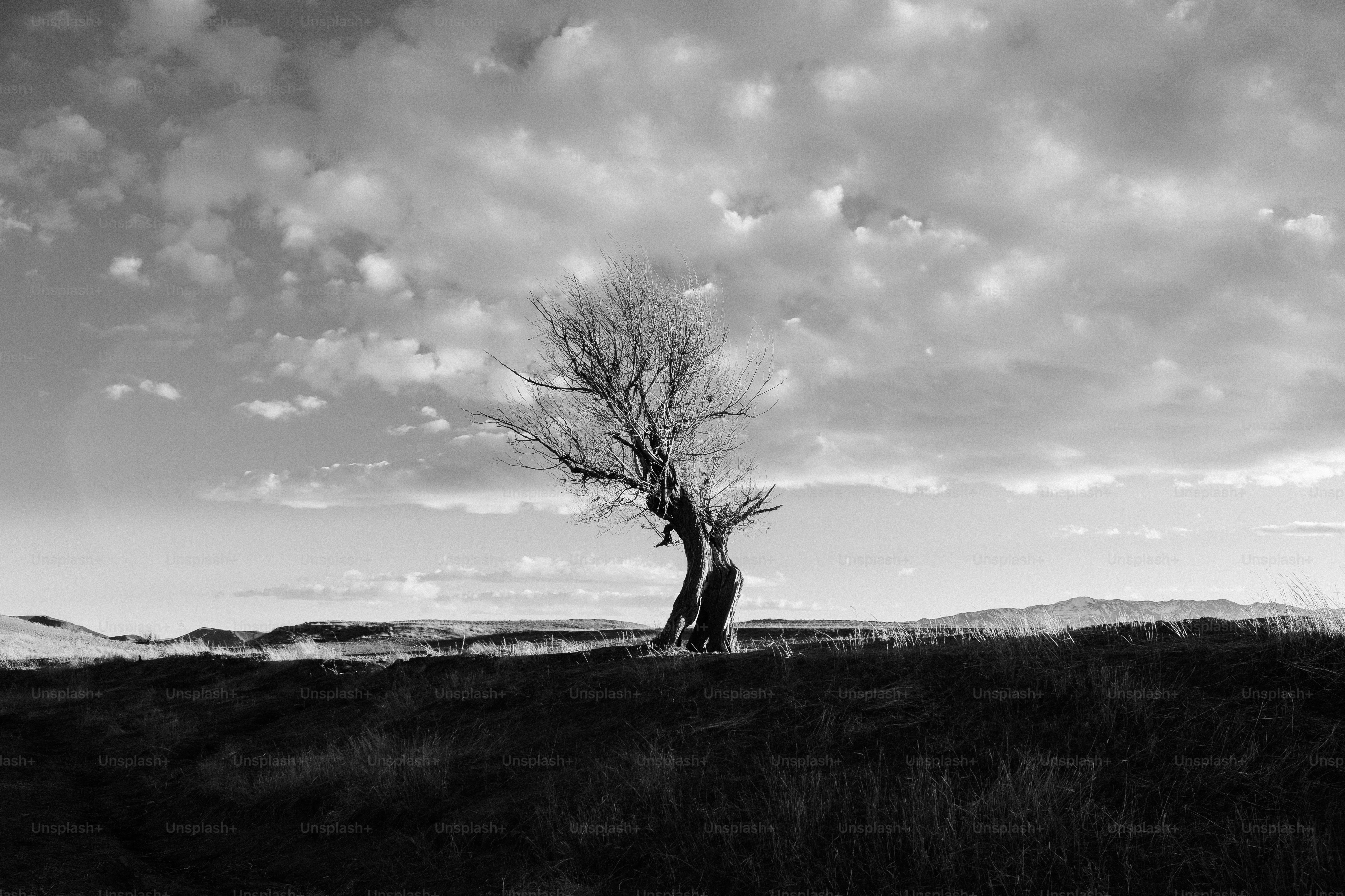 Lone tree stands on a grassy hillside under blue sky photo – Iran Image ...