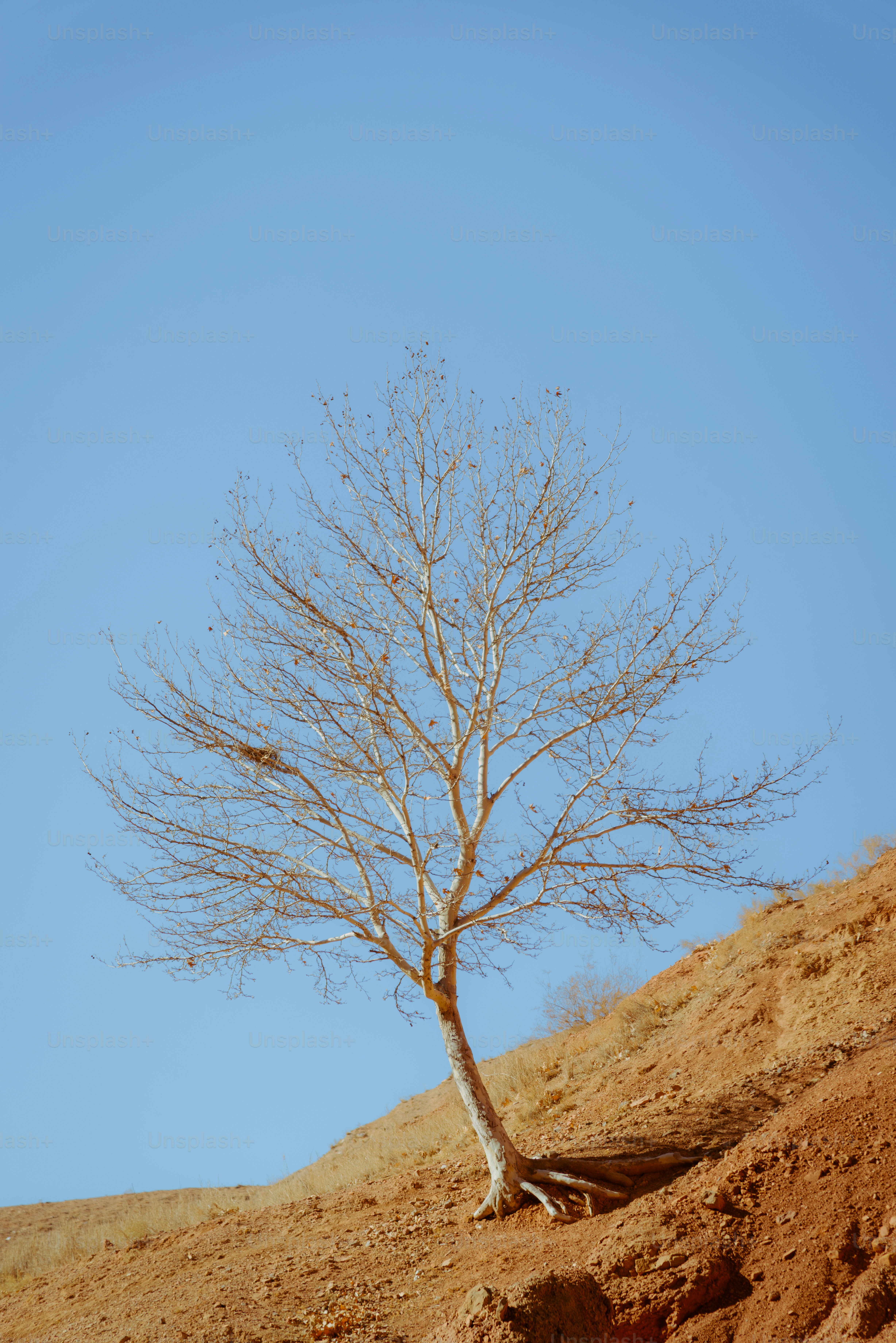 Uma árvore solitária está em uma encosta seca e árida.