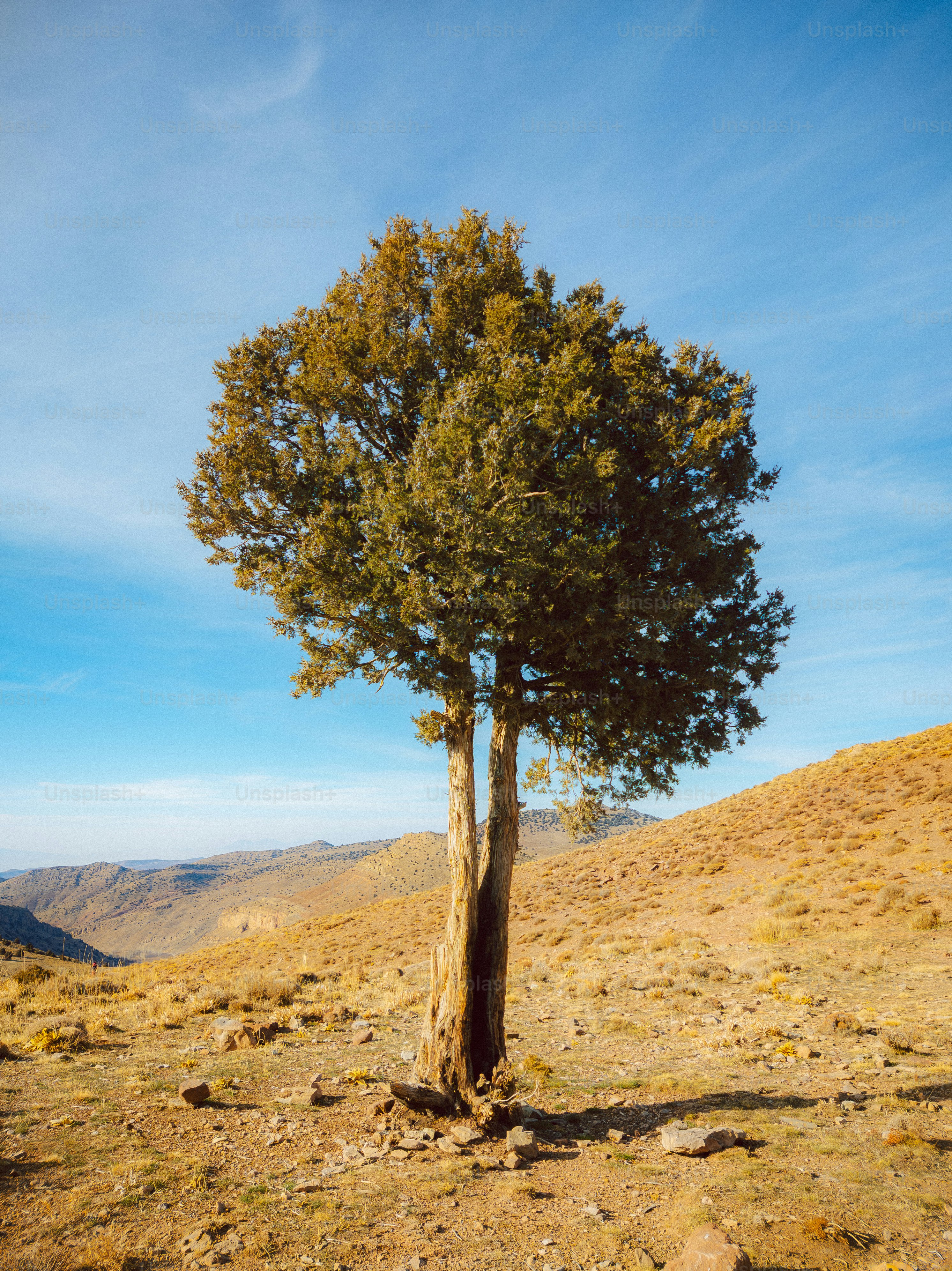 Uma árvore solitária está em uma paisagem seca e montanhosa.