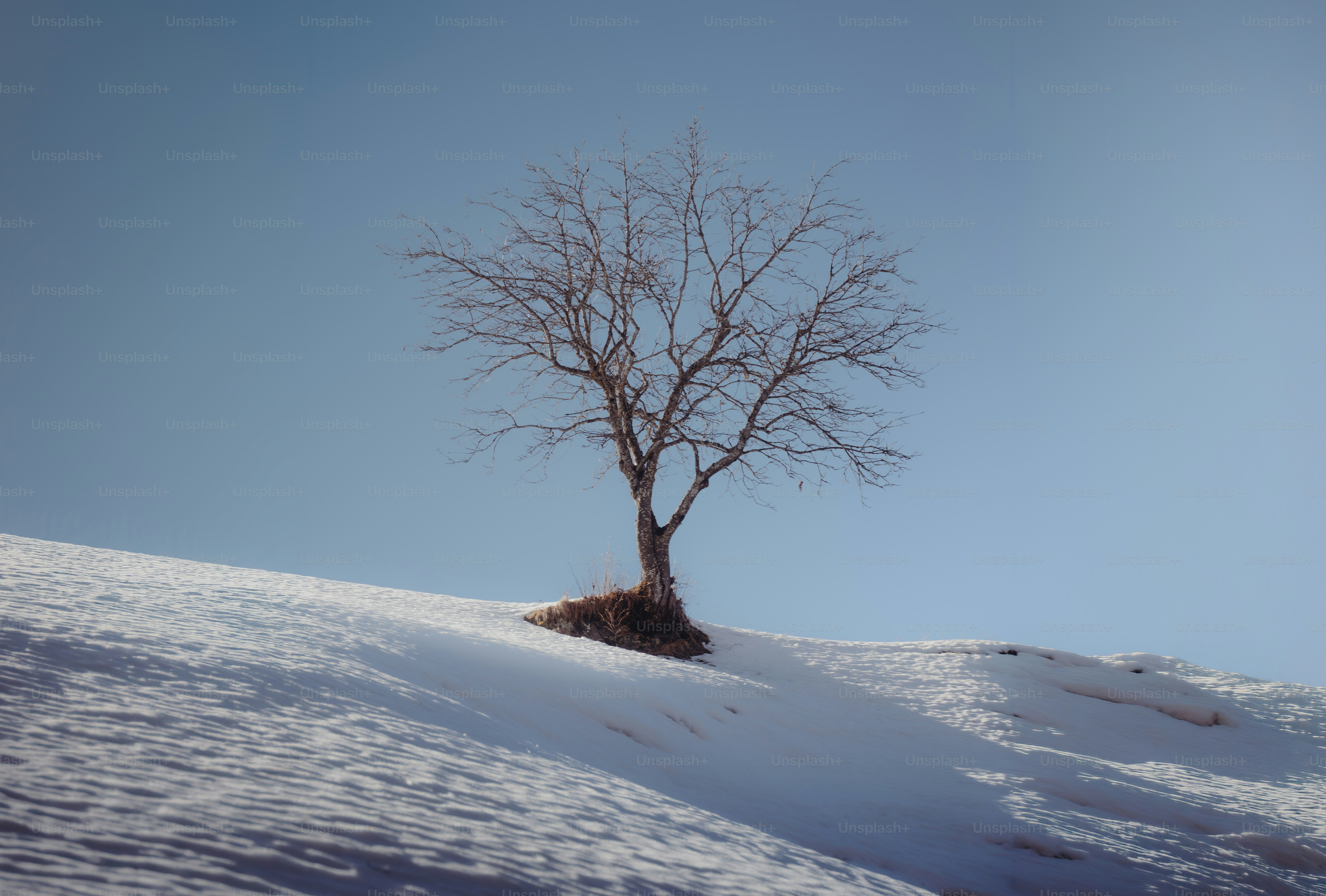 A lone bare tree stands on a snow-covered hill.
