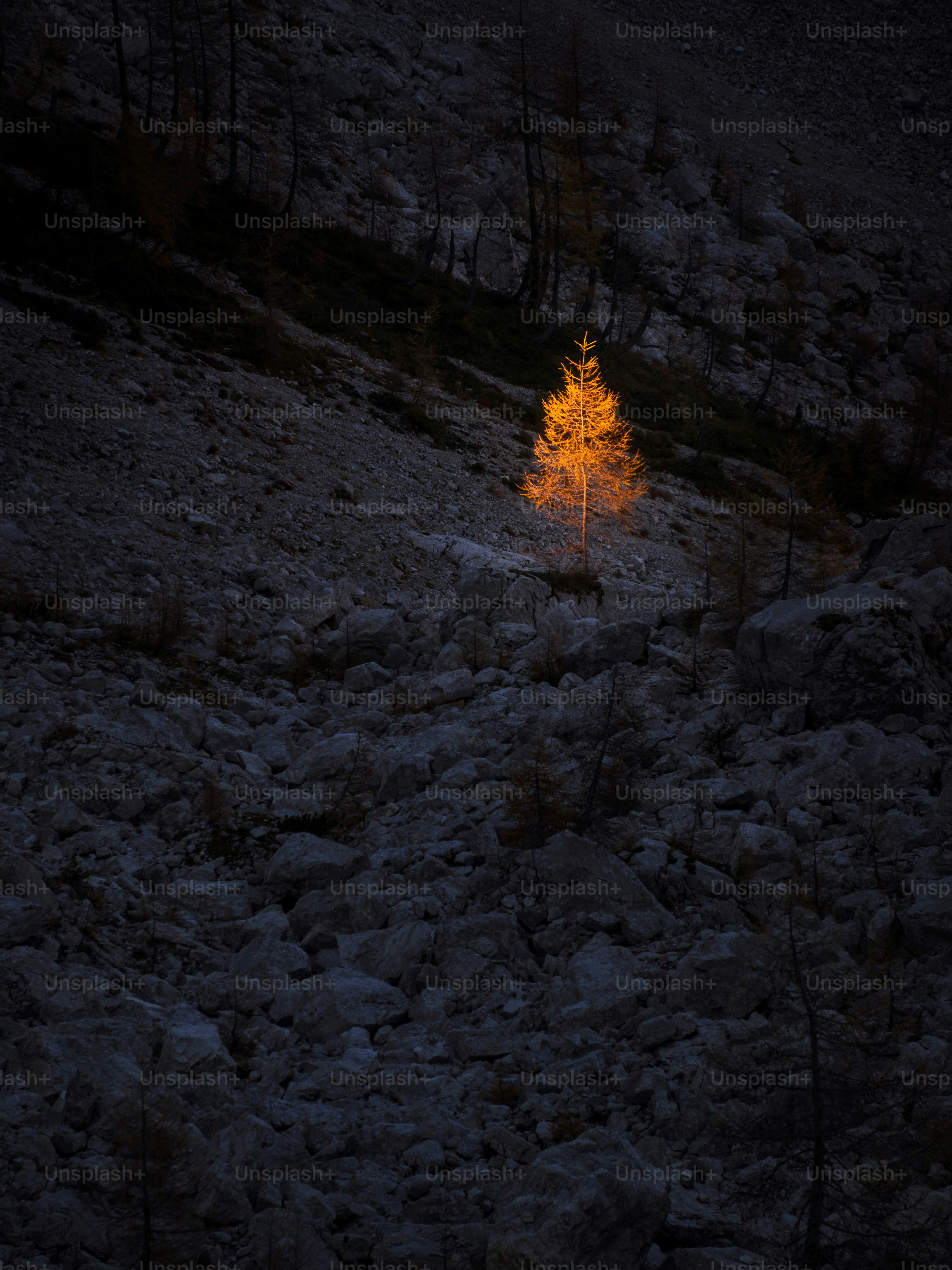 A single tree glows brightly in a dark forest.