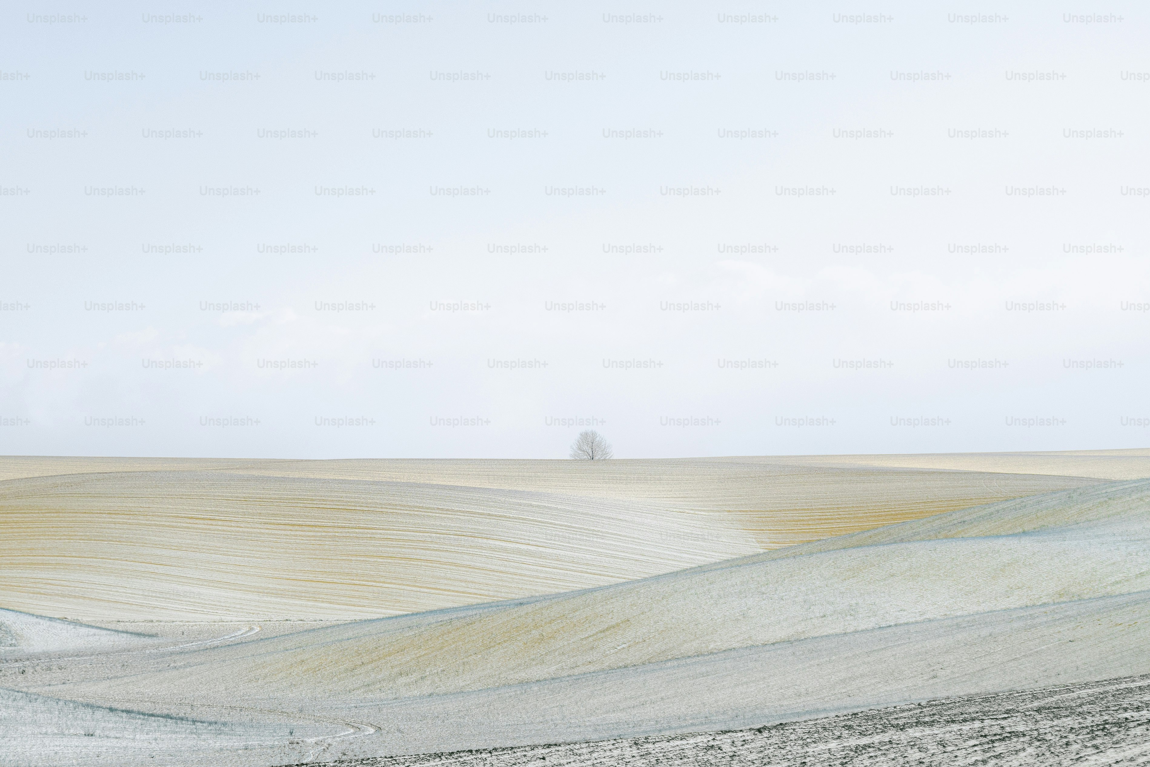 Colinas onduladas bajo un cielo pálido con un árbol lejano