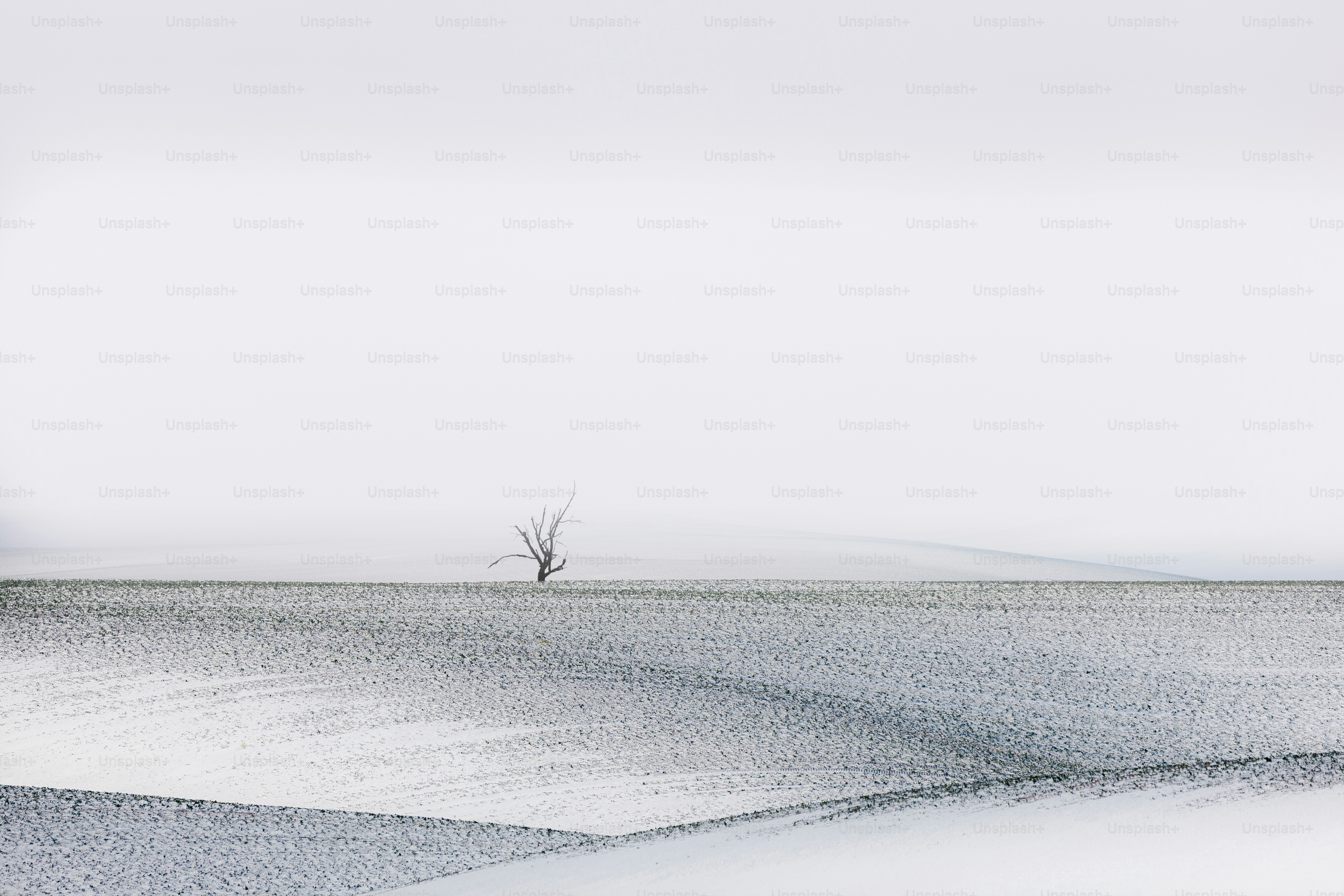 Un árbol solitario y desnudo se alza en un vasto paisaje cubierto de nieve.