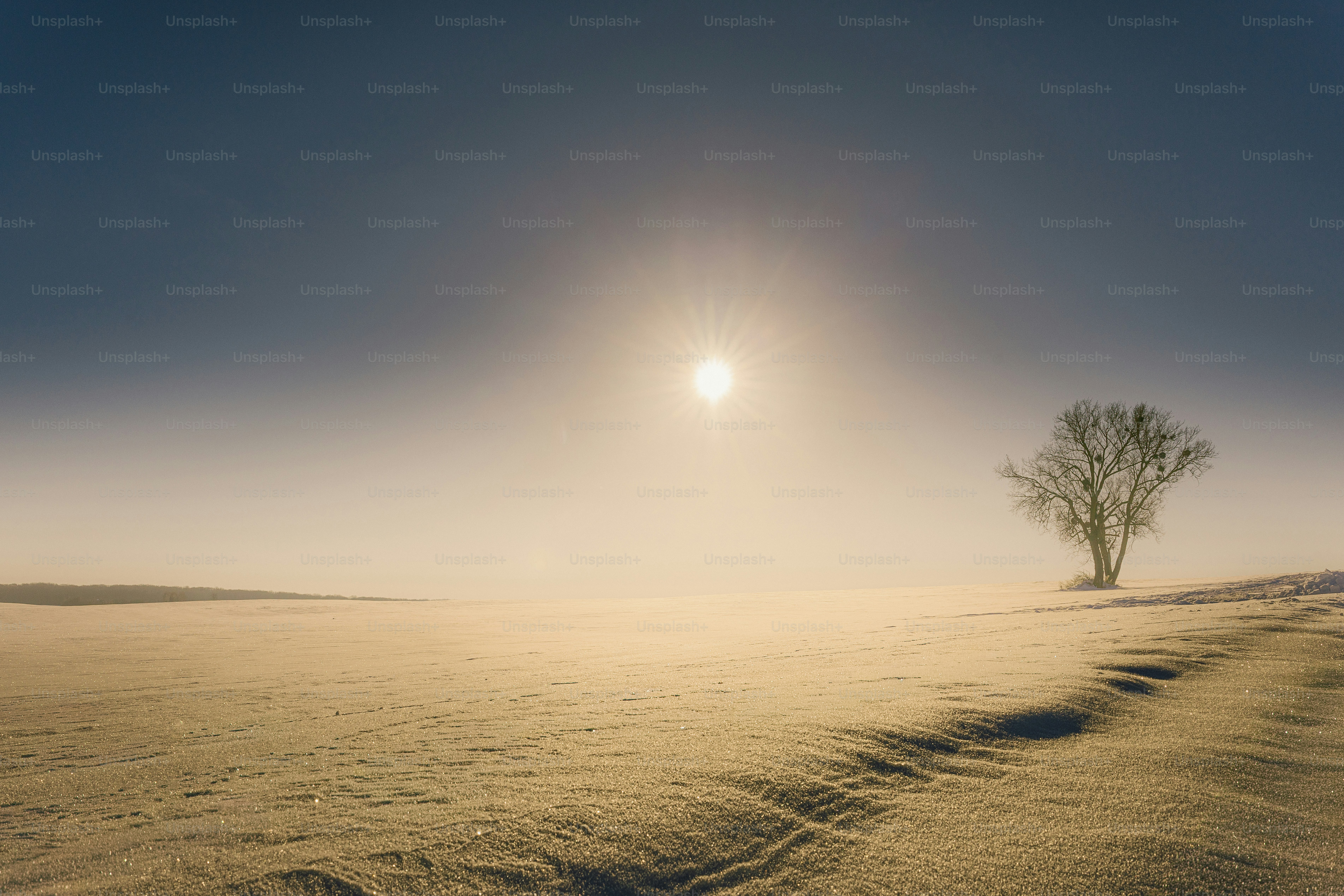 Un árbol solitario se alza en un paisaje desértico brumoso y soleado.
