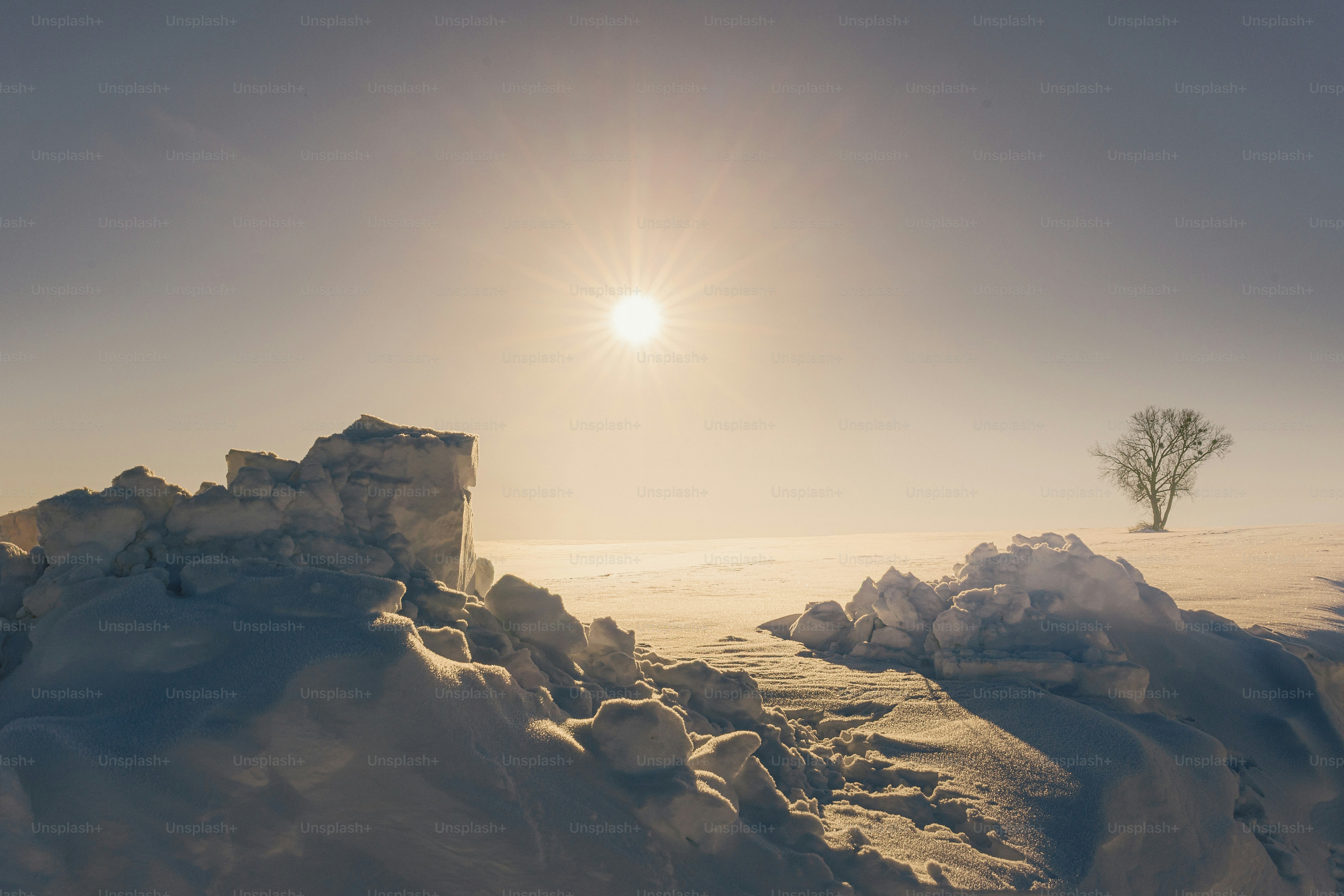 Un árbol solitario se alza sobre un paisaje nevado al amanecer