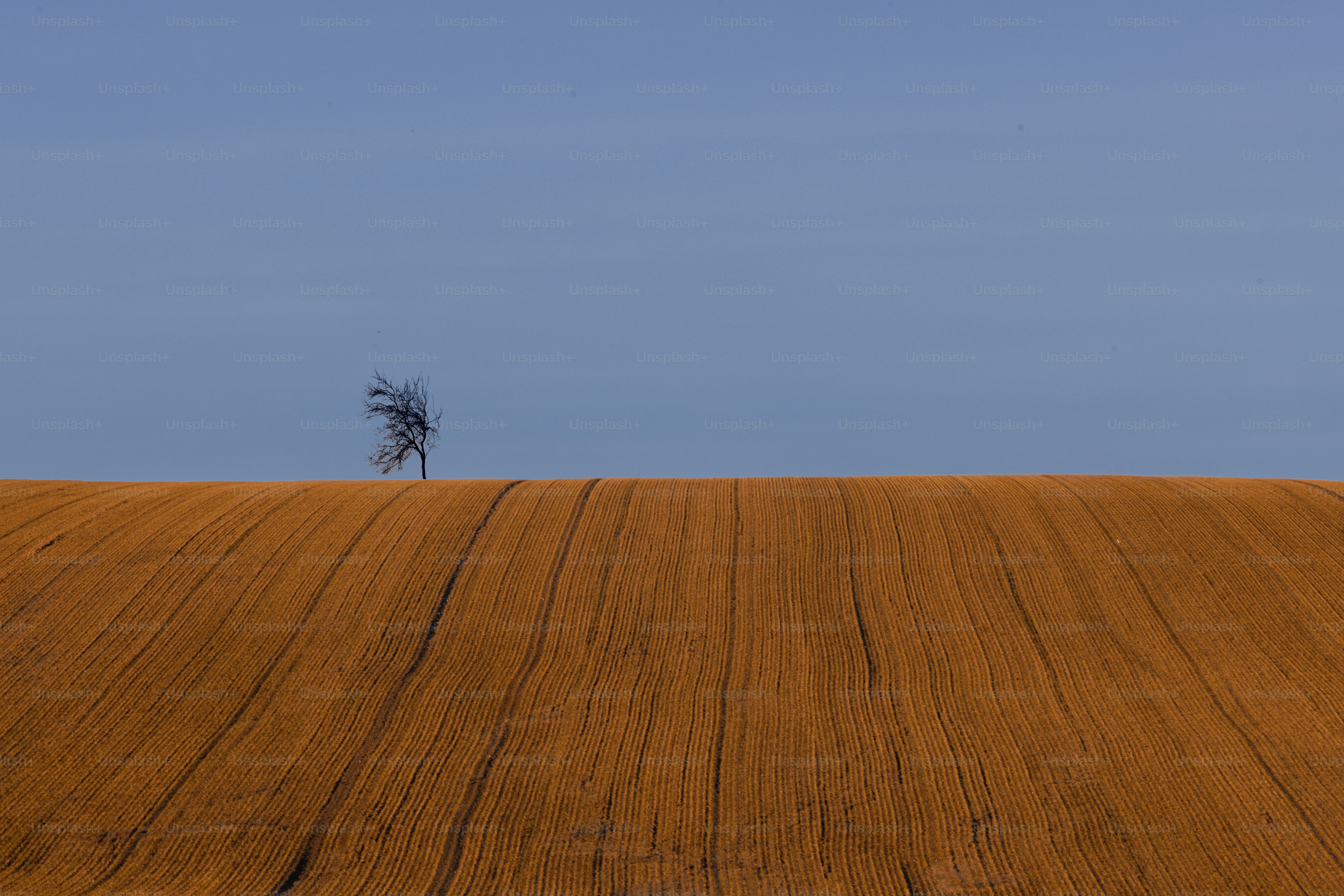 Un árbol solitario se alza sobre un vasto campo arado.