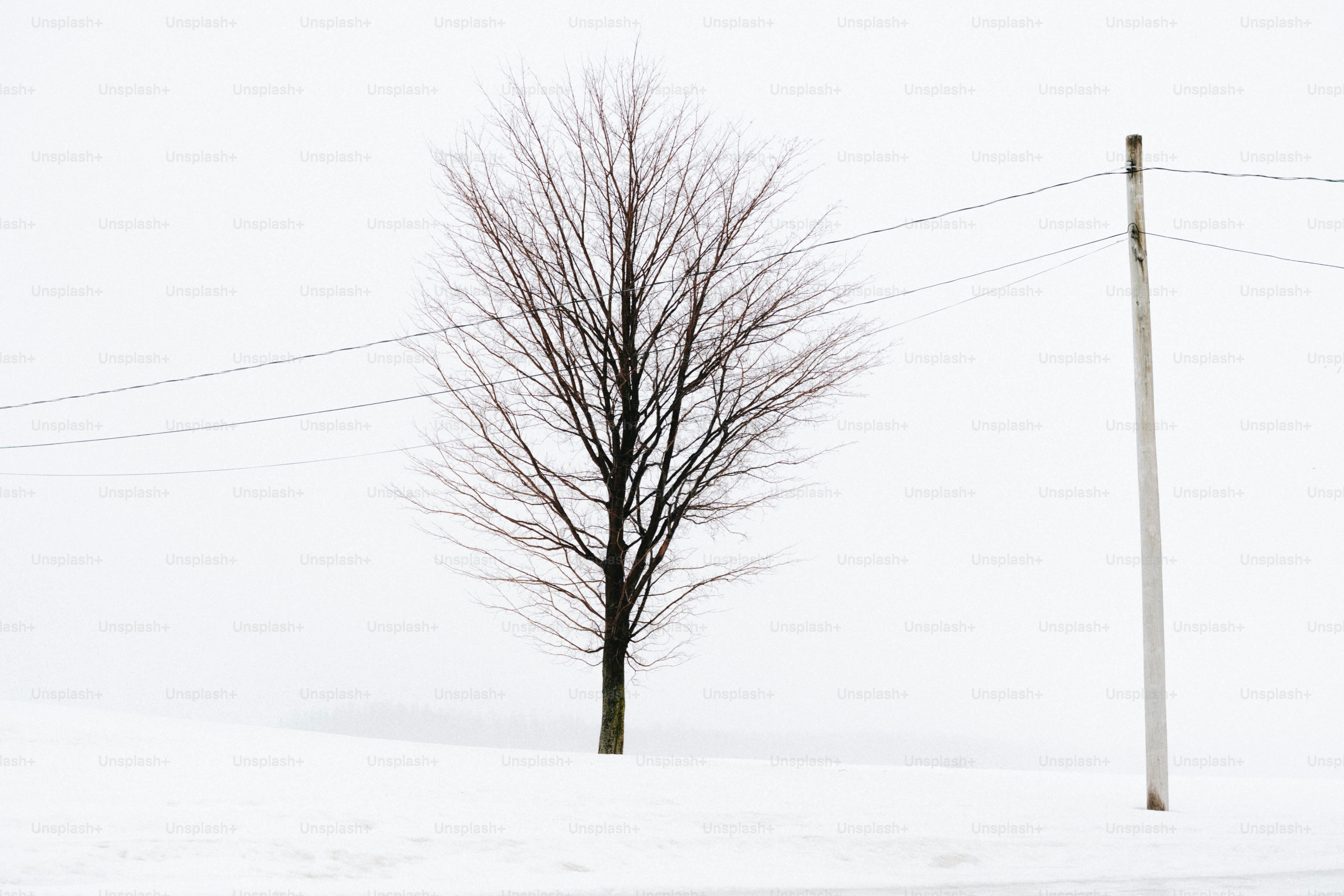 Bare tree stands in snow next to utility pole