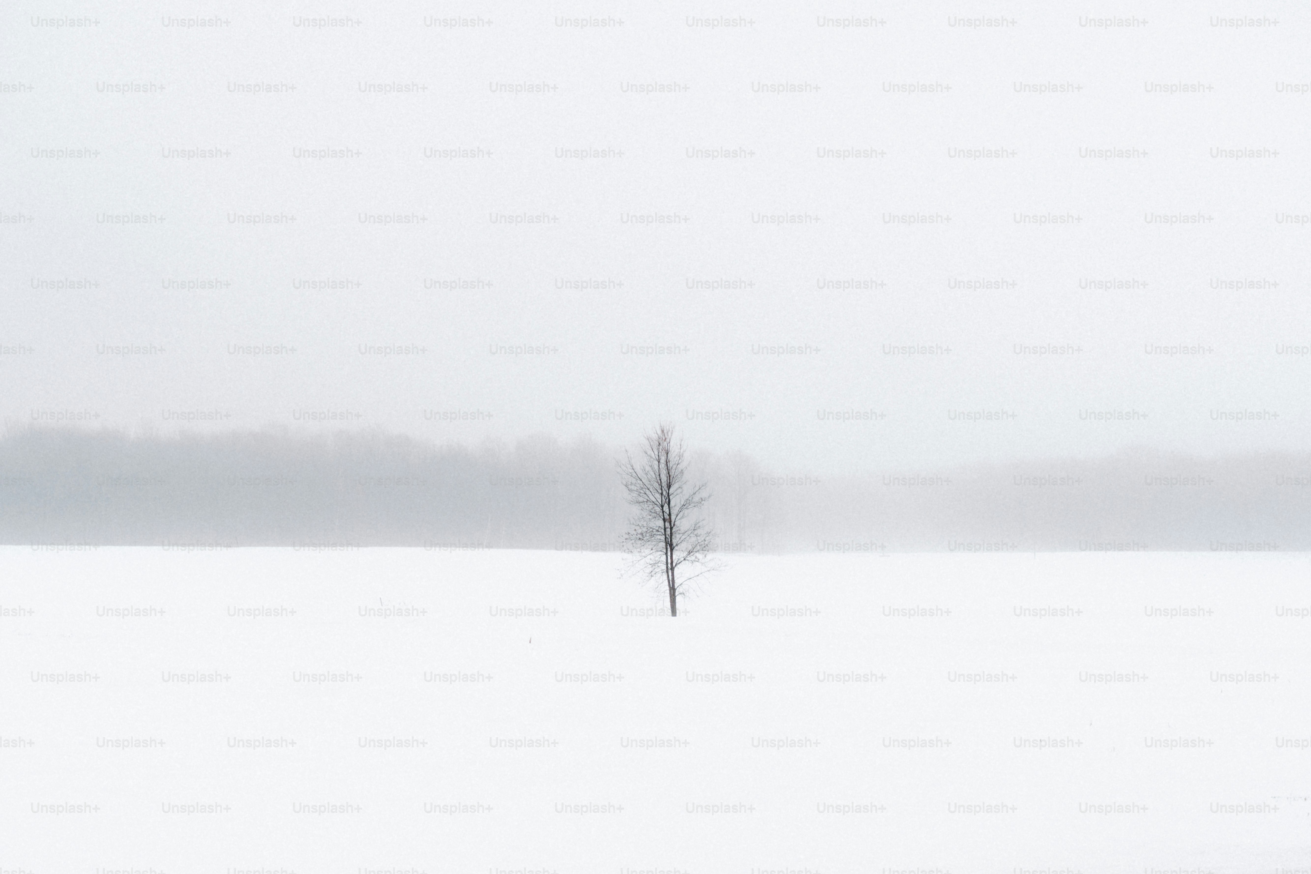 Sebuah pohon tunggal berdiri di ladang bersalju.