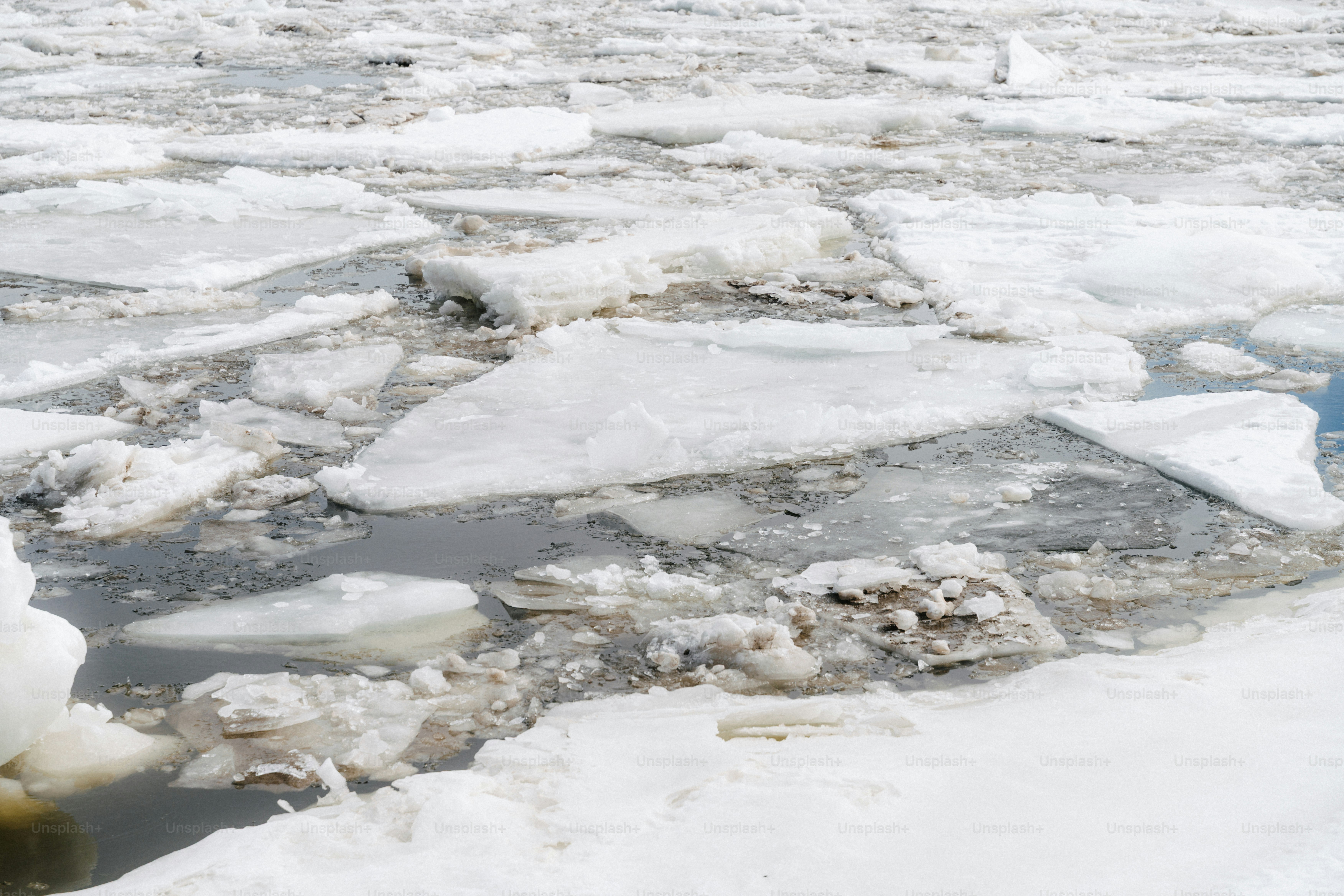 Ice floes floating on dark water