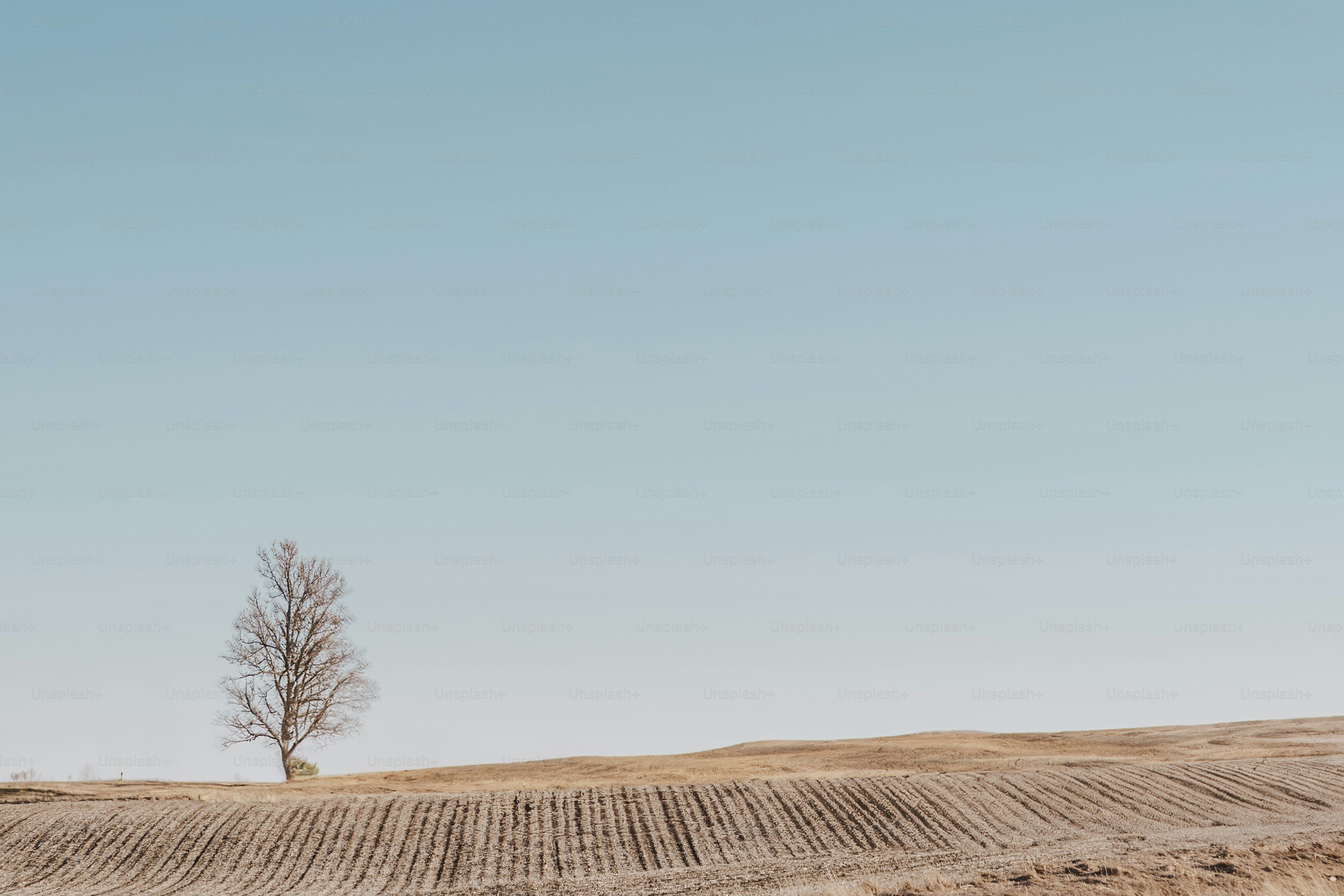 A lone tree stands in a vast, barren field.