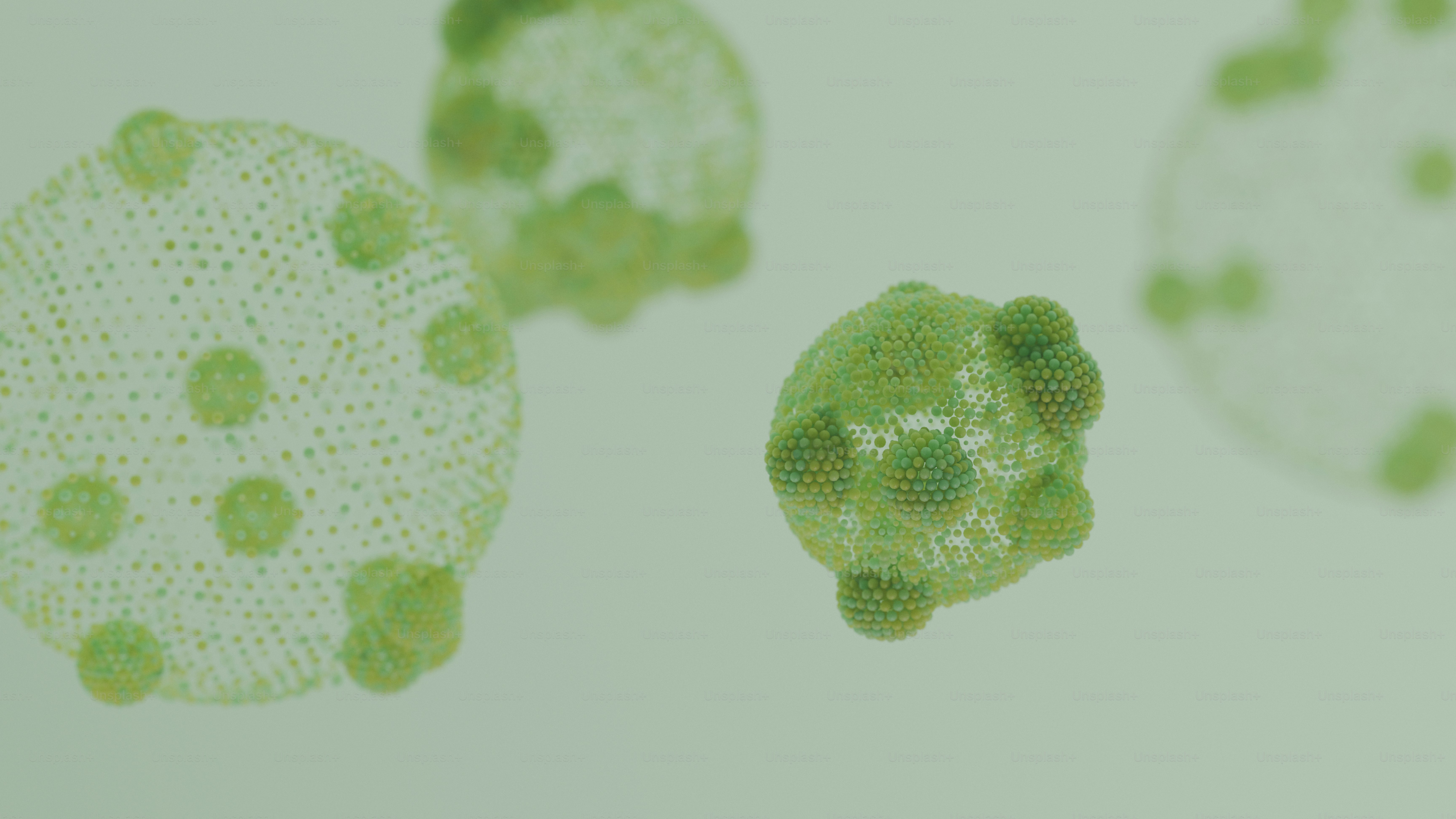 무늬가 있는 표면을 가진 녹색 구형 세포의 현미경 모습.