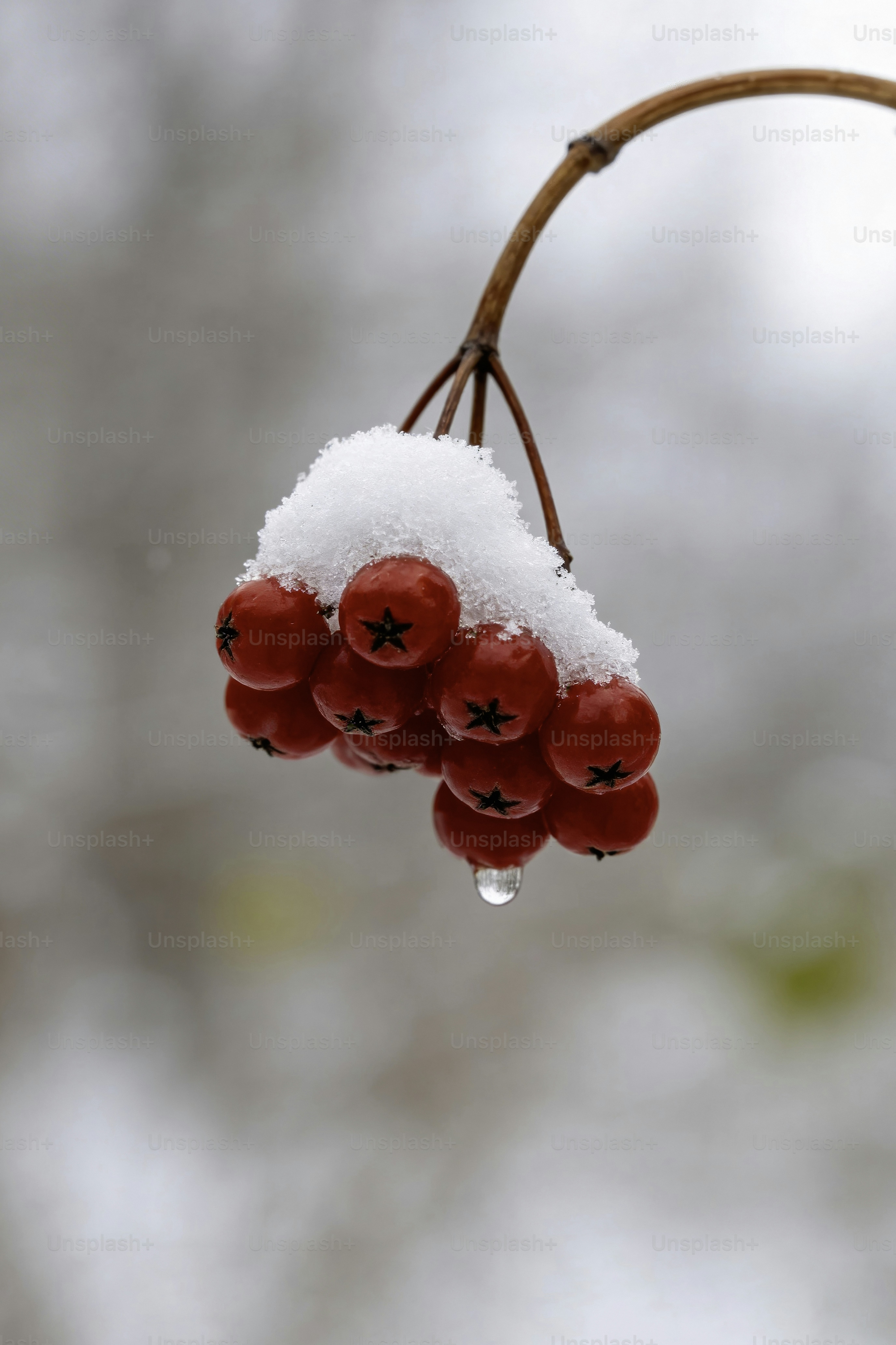 Des baies rouges couvertes de neige avec une goutte d’eau.