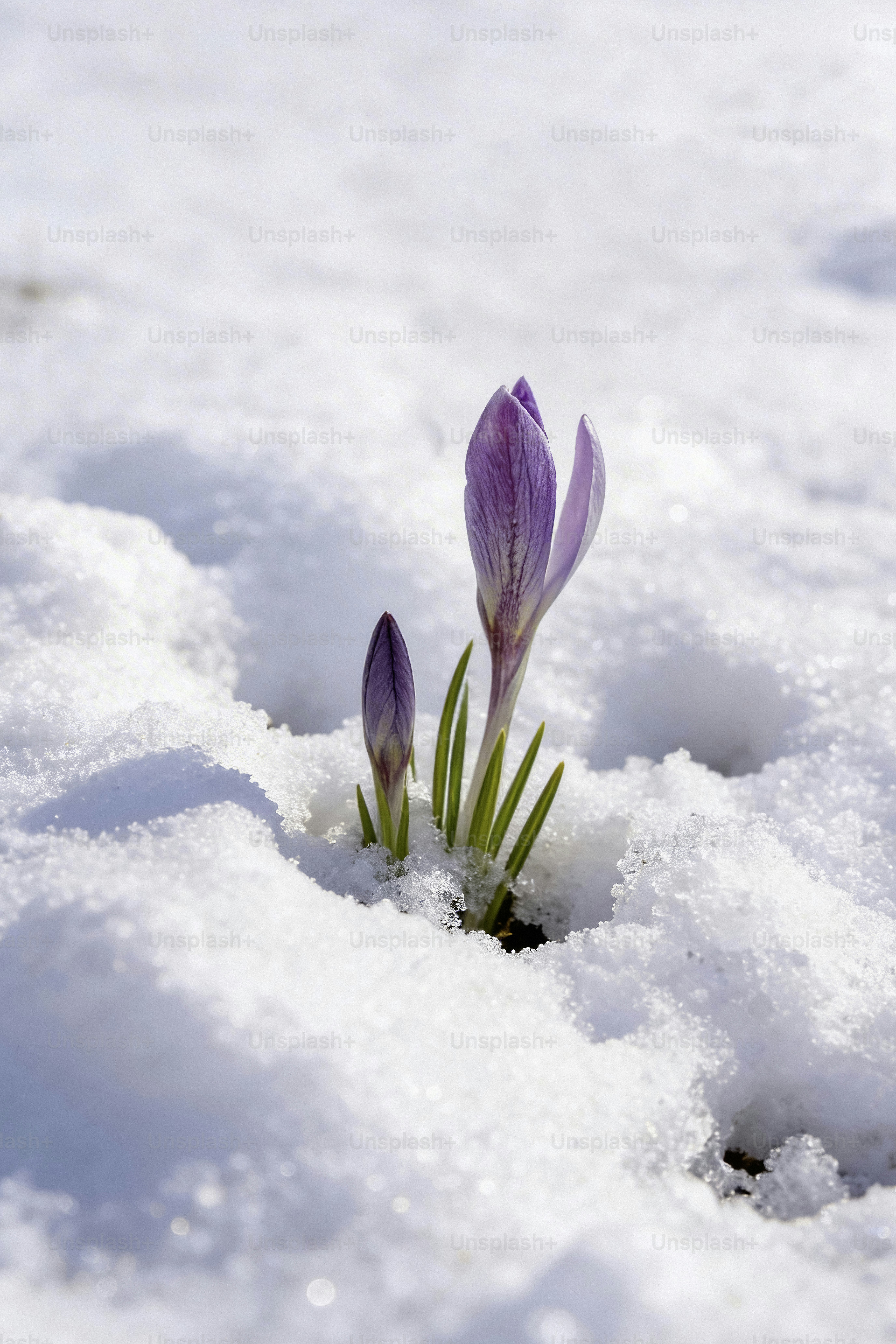 Des fleurs de crocus violettes émergent de la neige.