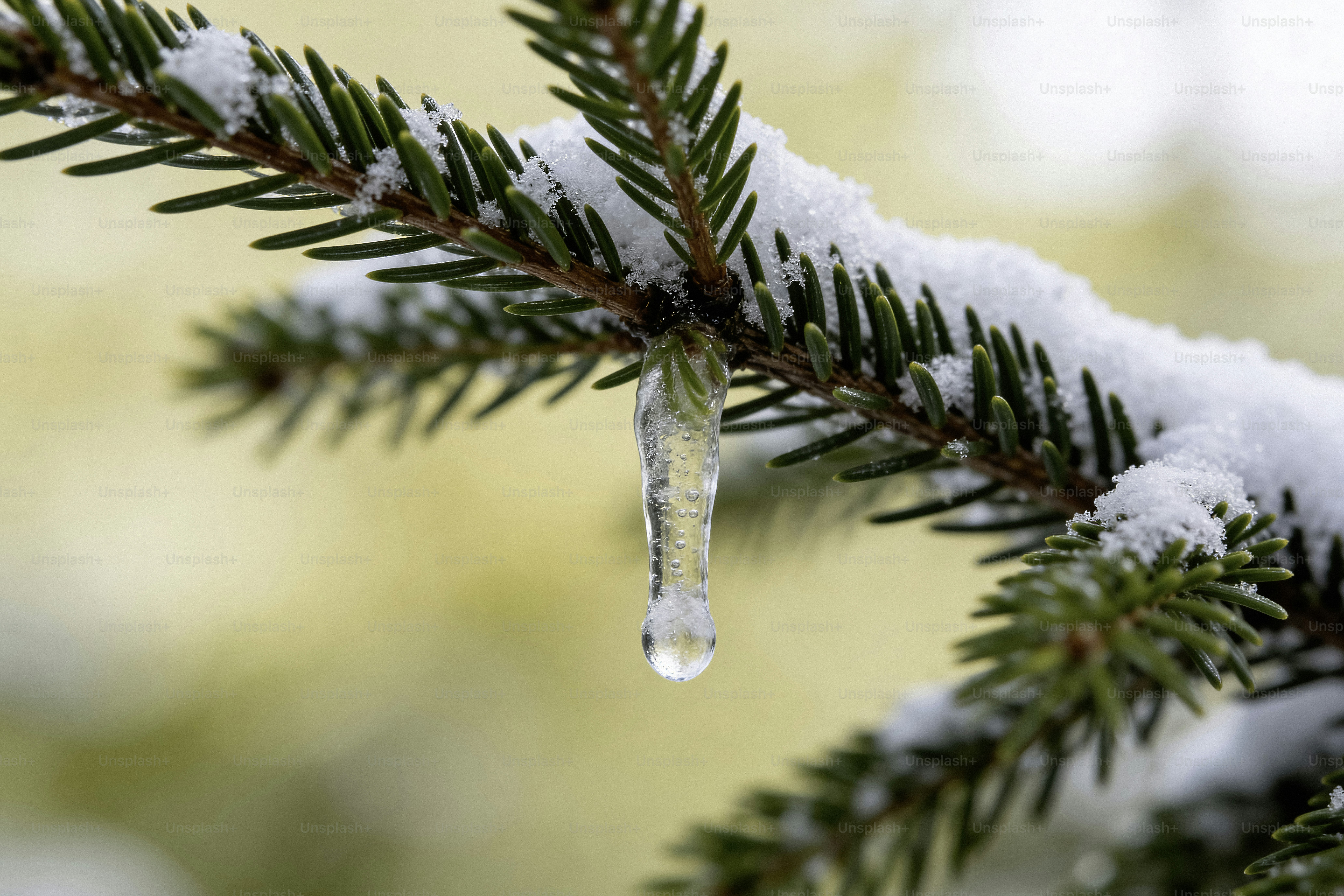 Un glaçon fondant pend à une branche de pin enneigée
