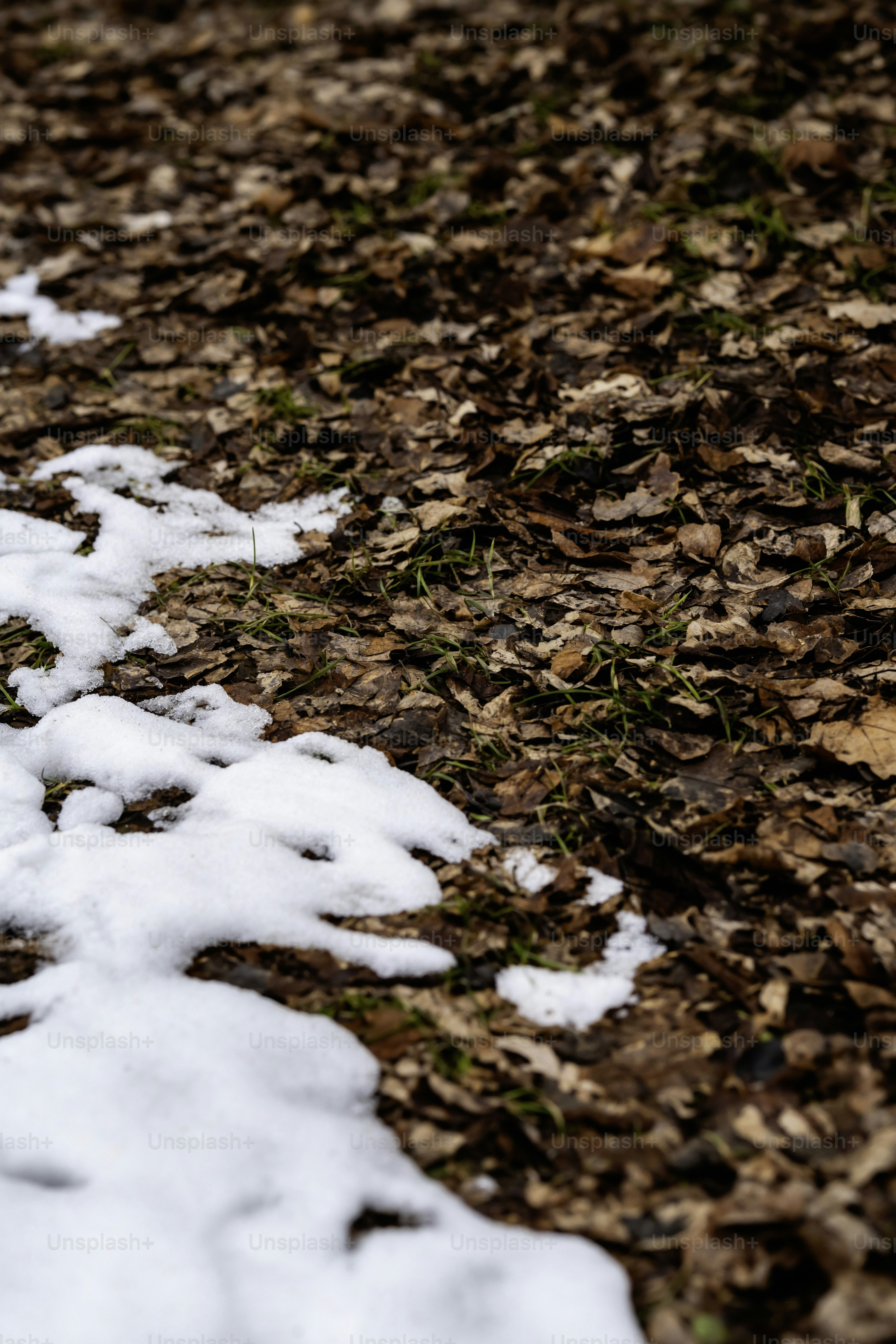 Neve derretendo sobre uma cama de folhas caídas