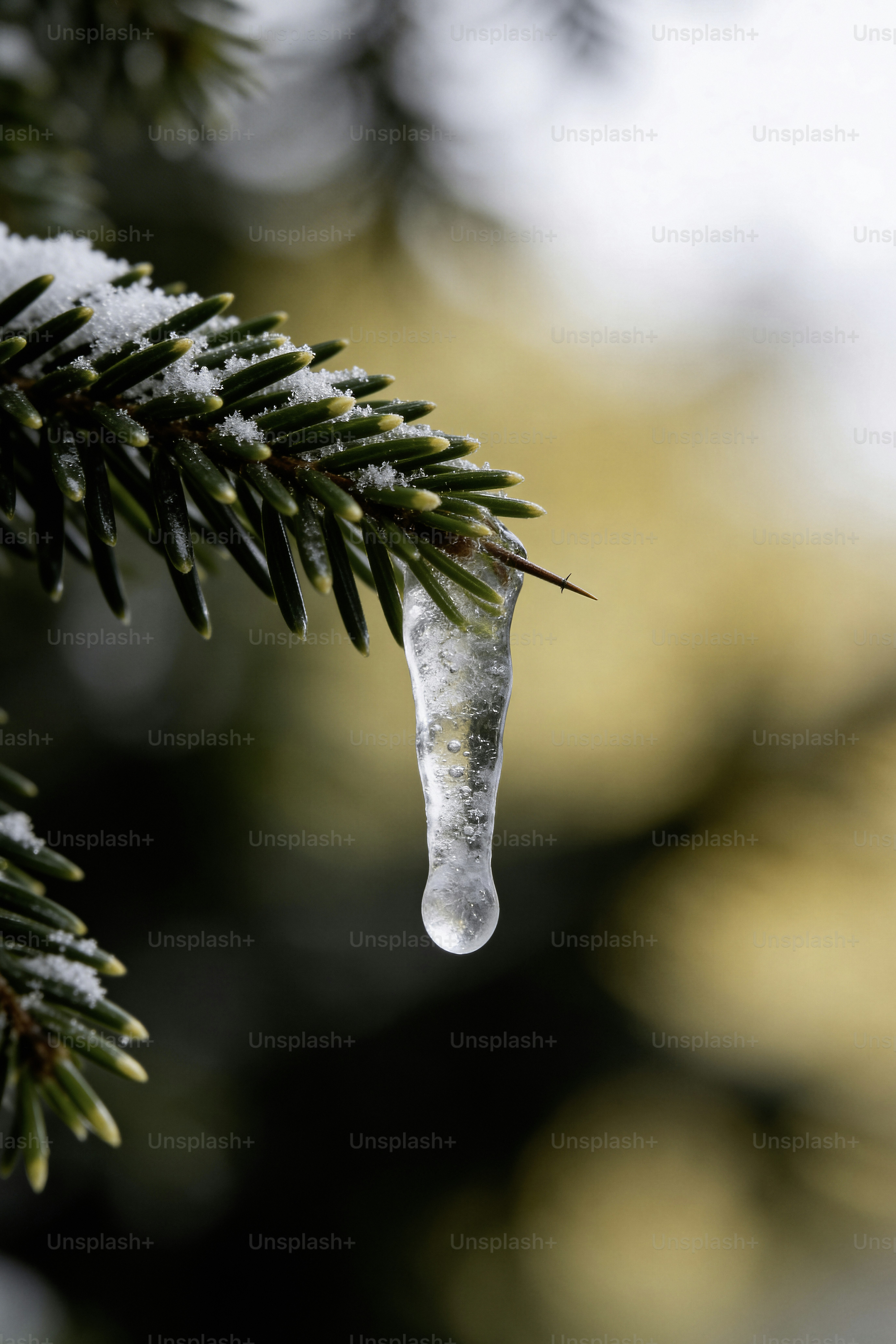 Un glaçon pend d’une branche de pin couverte de neige.
