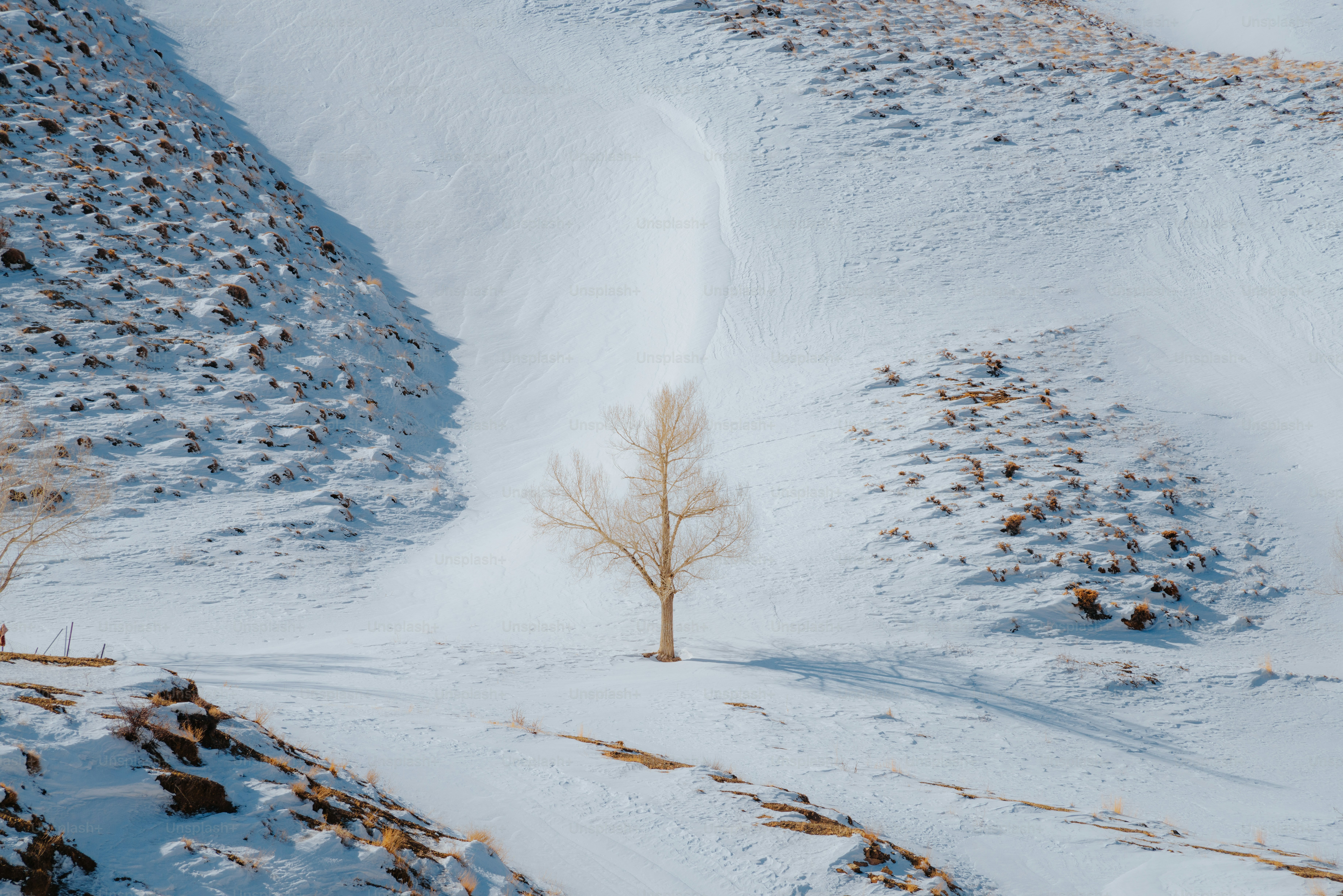 A lone tree stands in a vast snowy landscape.
