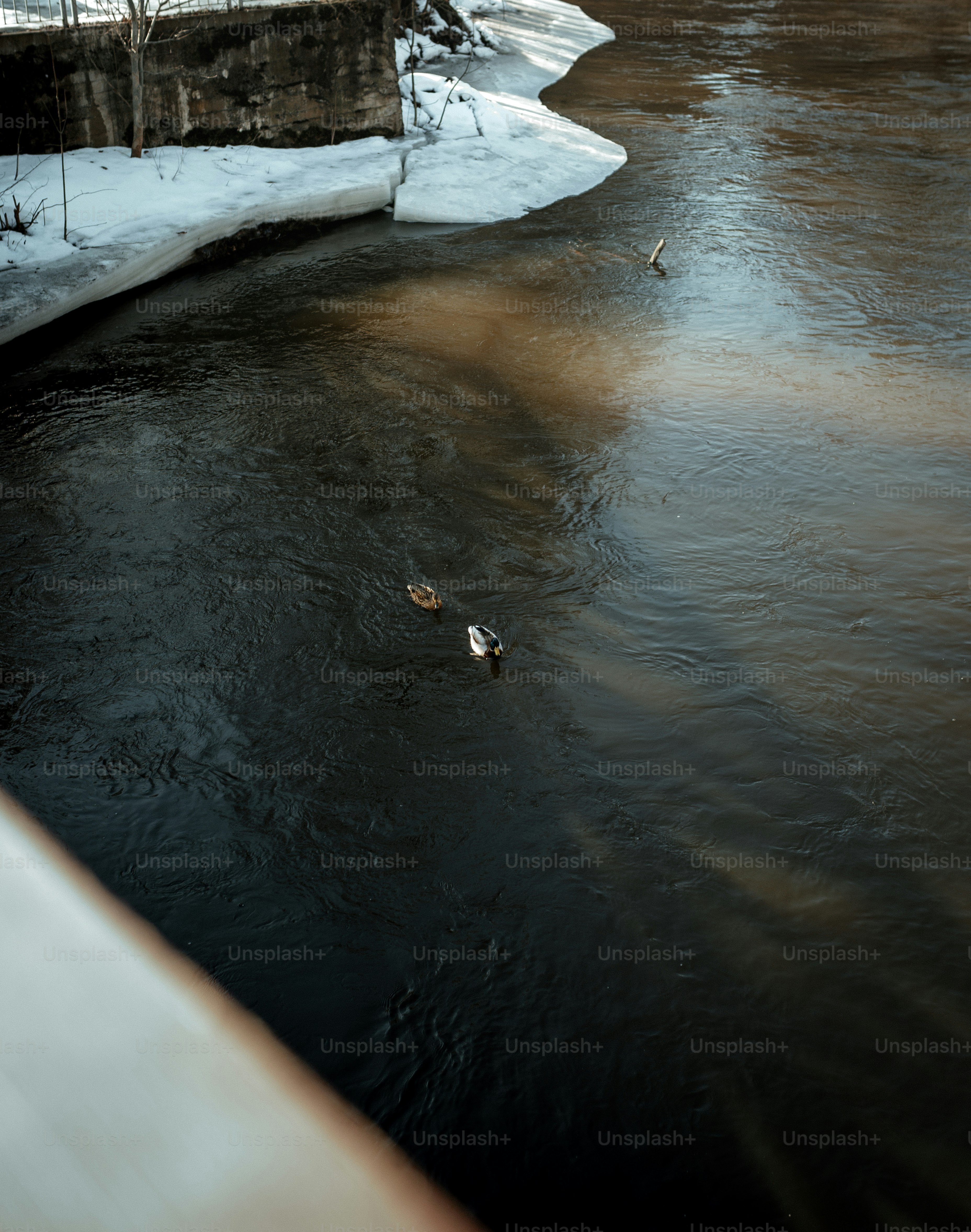 Tiga bebek berenang di sungai gelap dekat tepi bersalju.