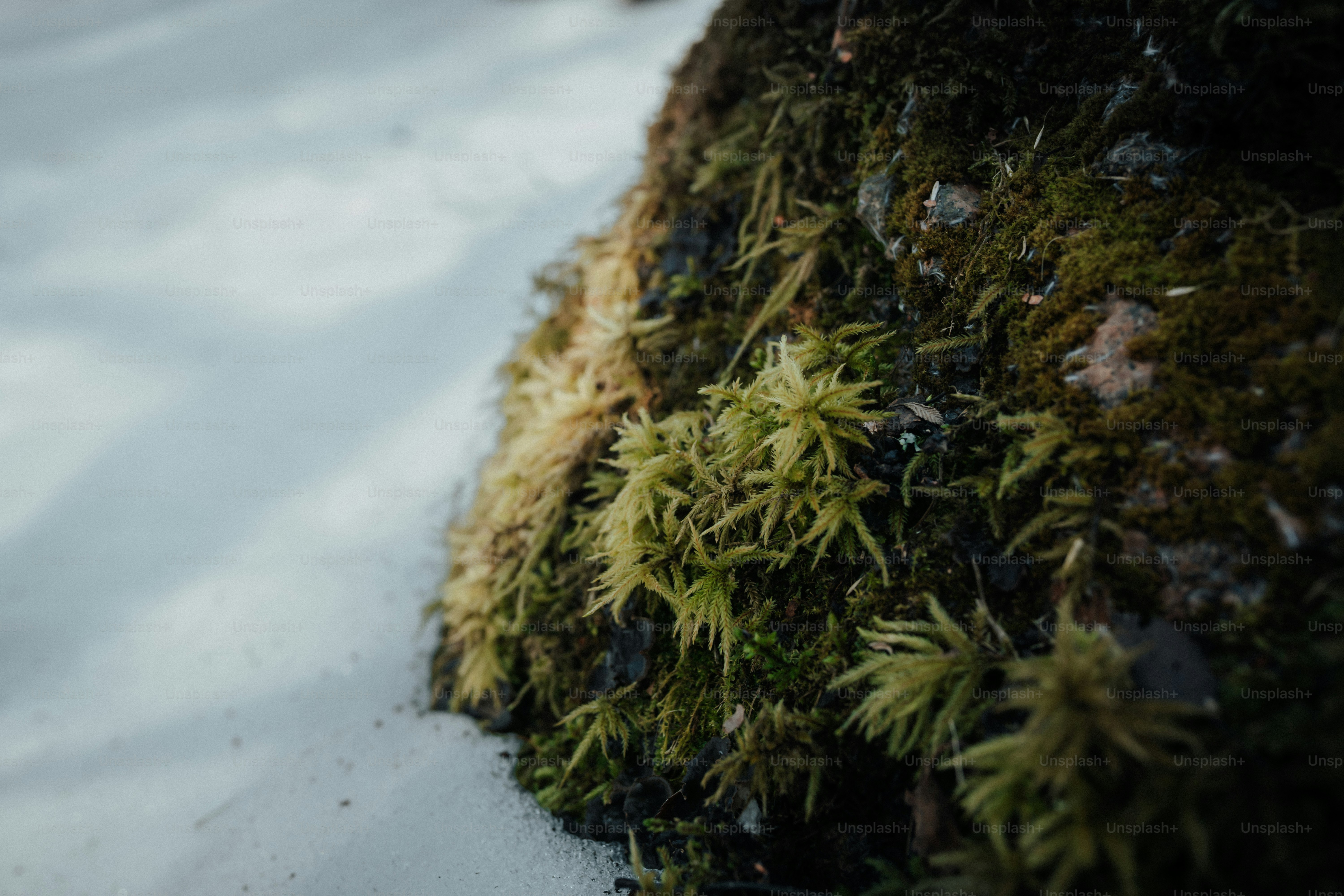 Close-up of moss and snow on a rock