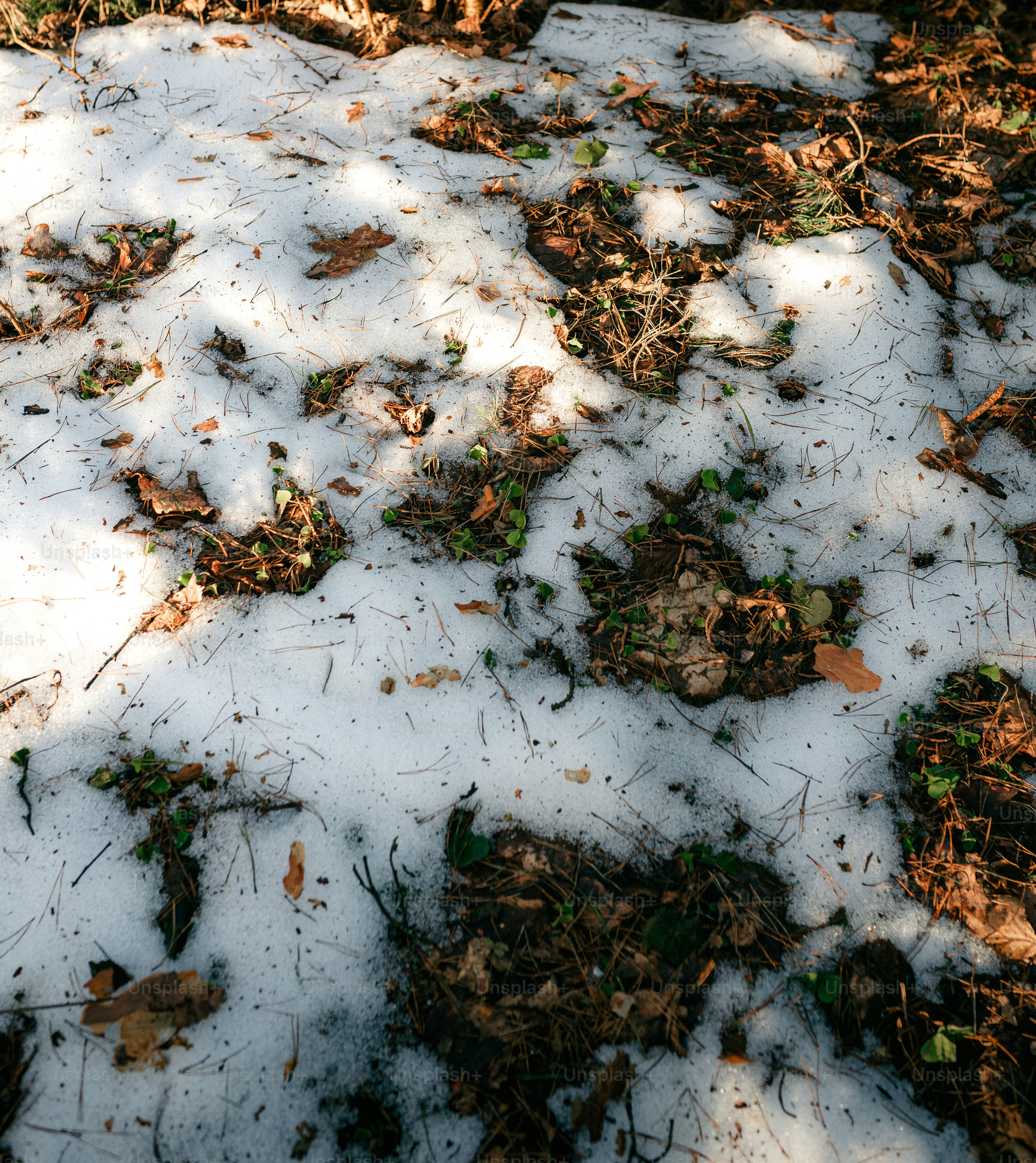 Patches of snow and fallen leaves on the ground.