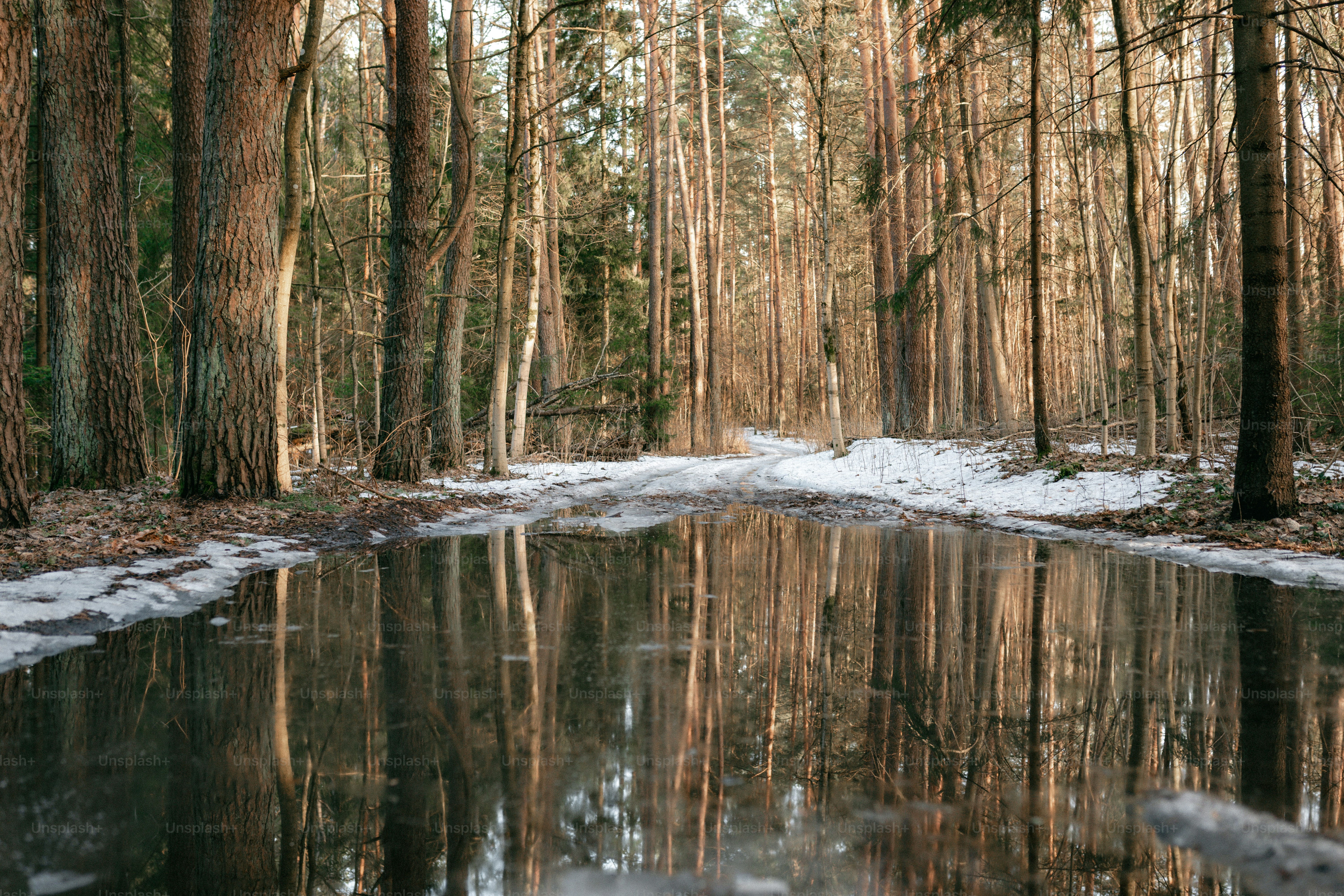 Winter forest with melting snow and reflections