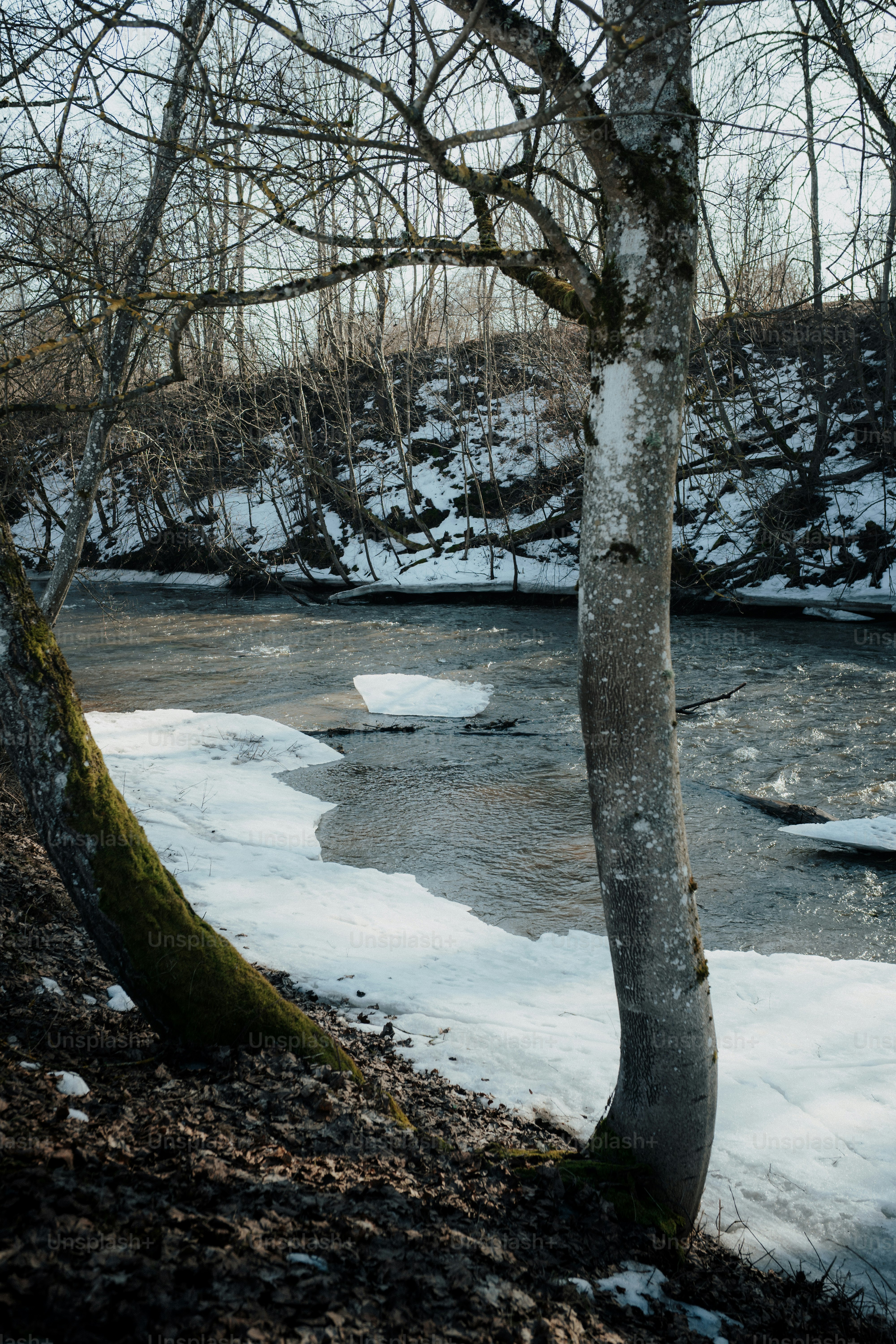 Winter river with snow and bare trees on bank
