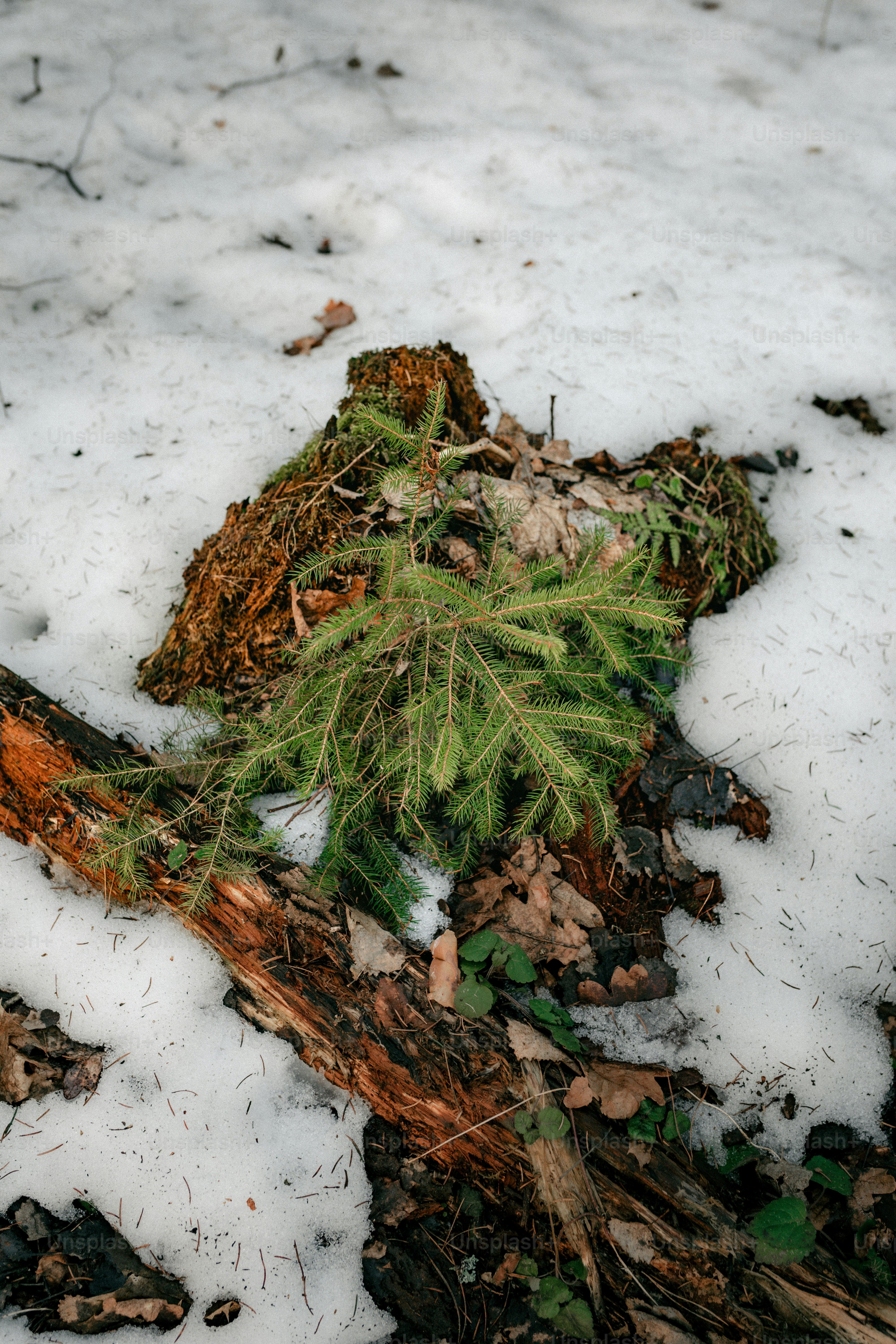 Young evergreen sapling growing from a mossy stump.