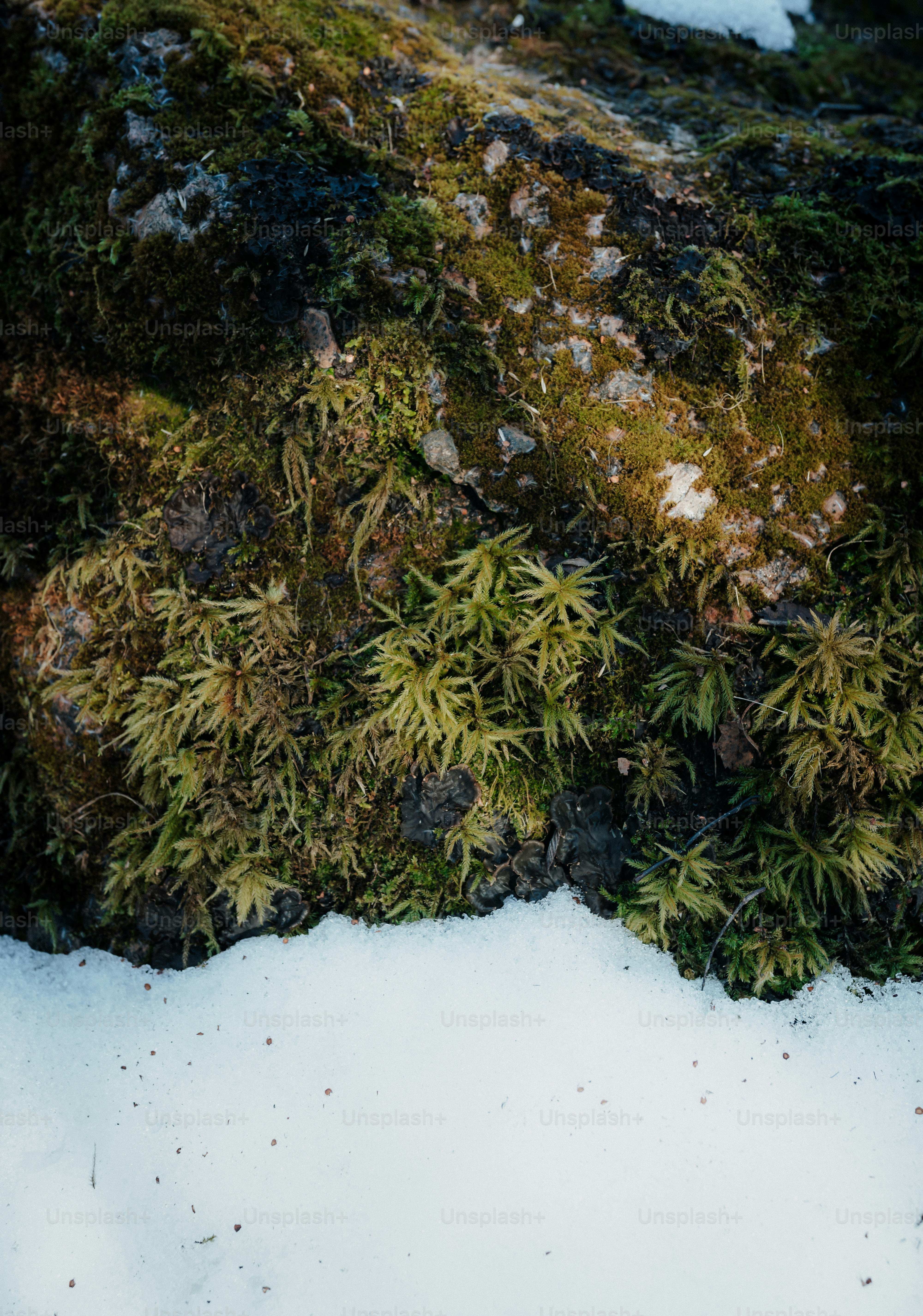 Moss and snow on a tree trunk