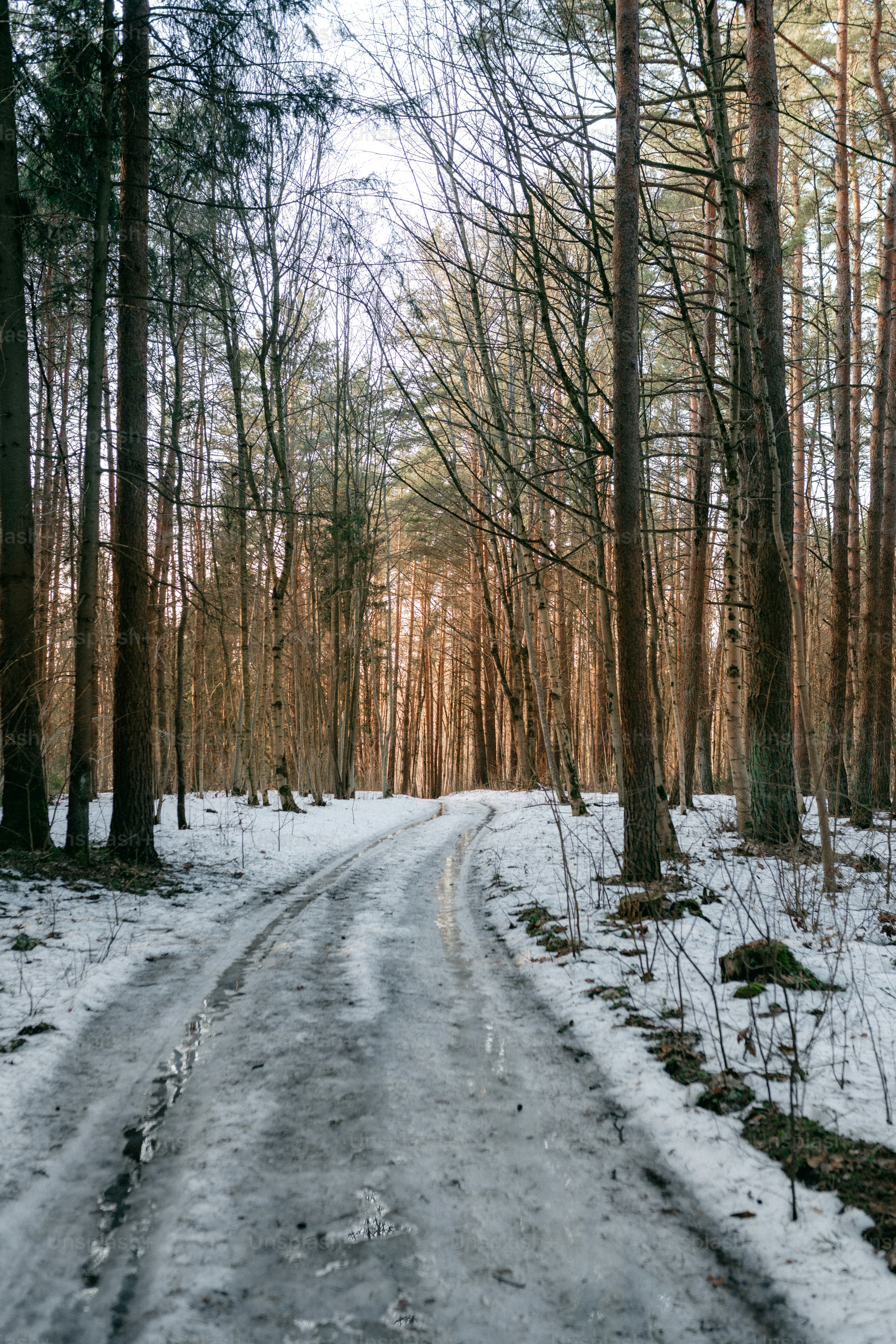 背の高い木々が生い茂る雪に覆われた森の小道