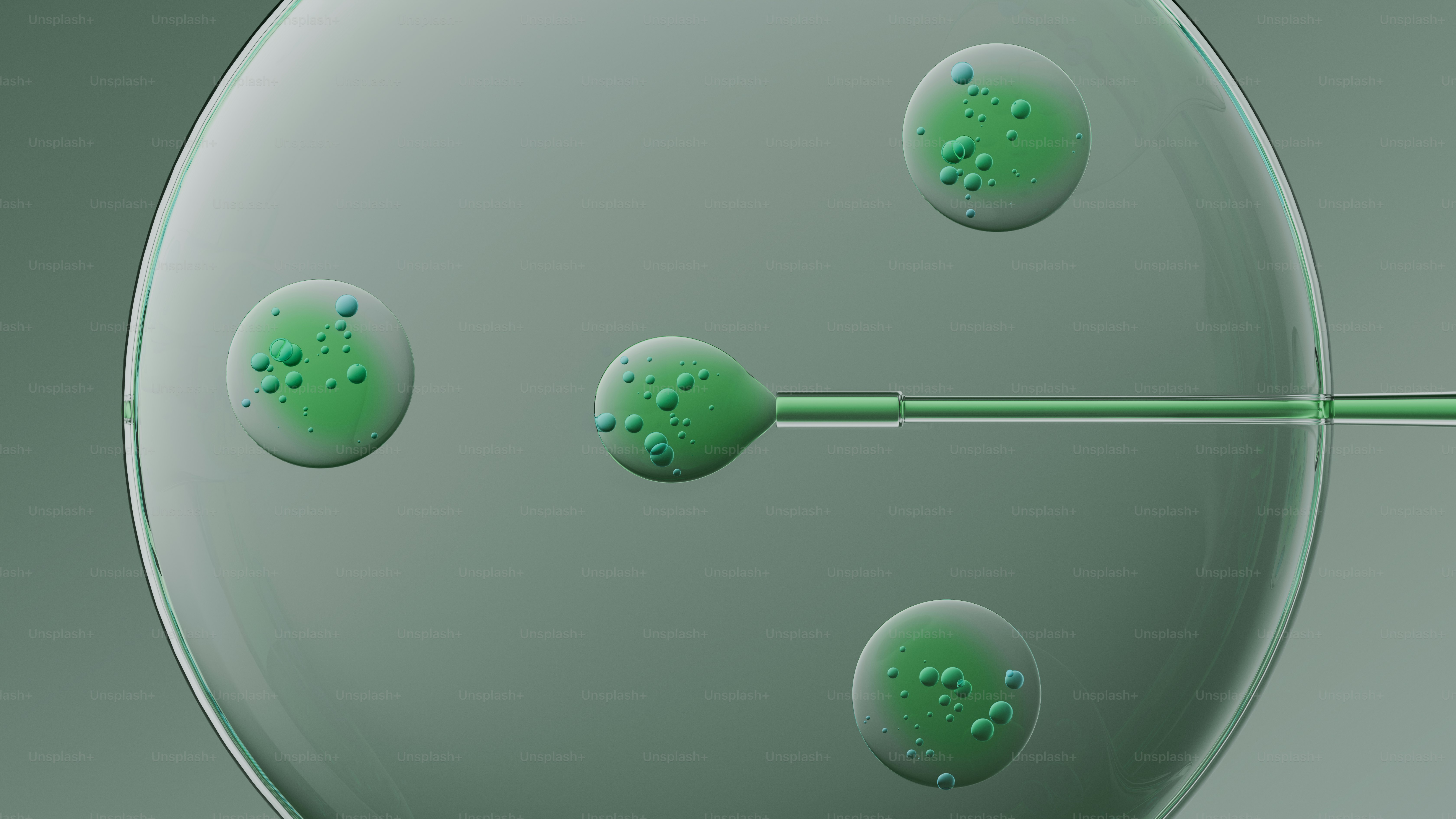 실험실에서 난자와 정자를 수정하는 방법