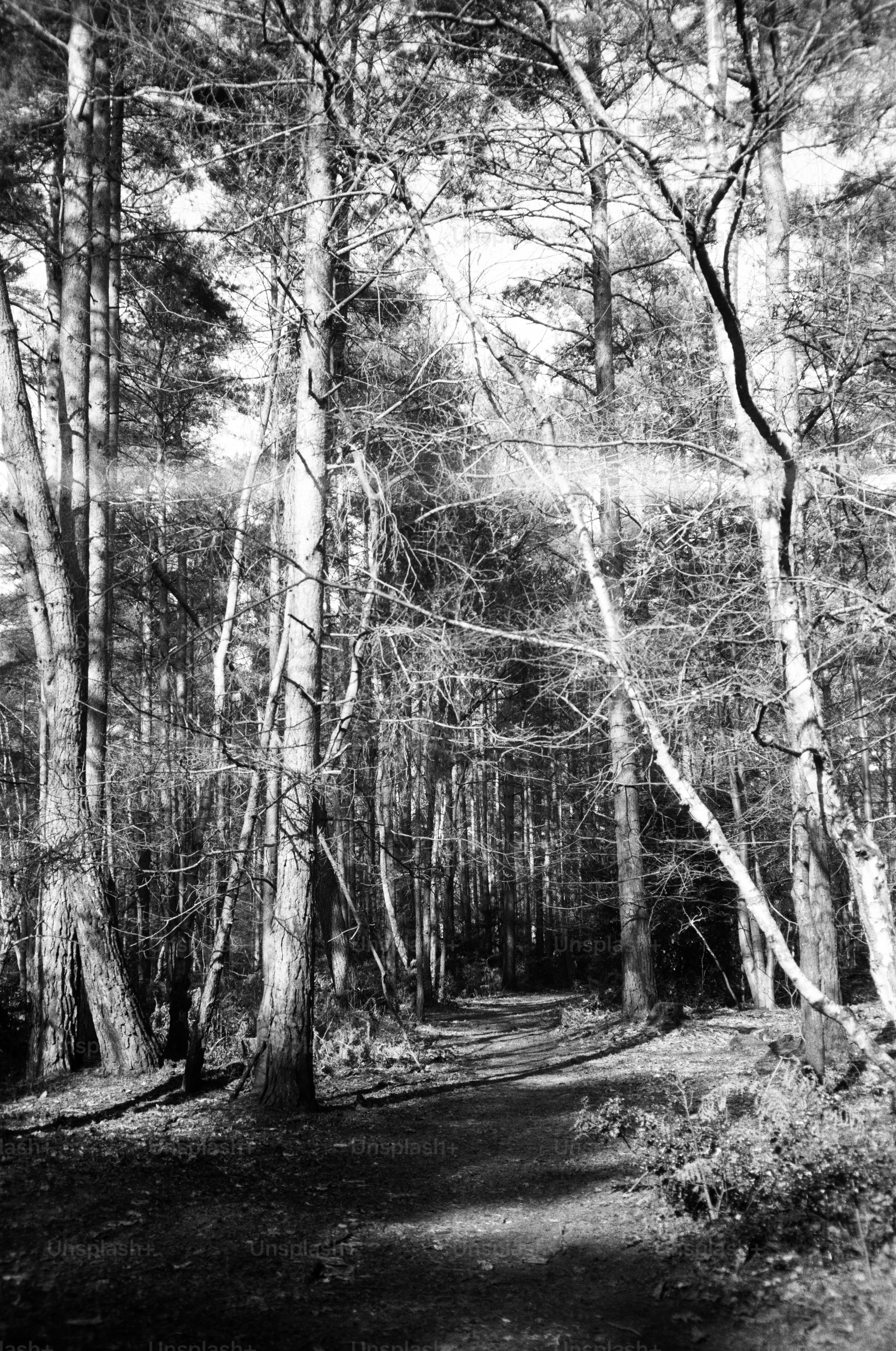 Jalan setapak yang diterangi sinar matahari melalui hutan lebat