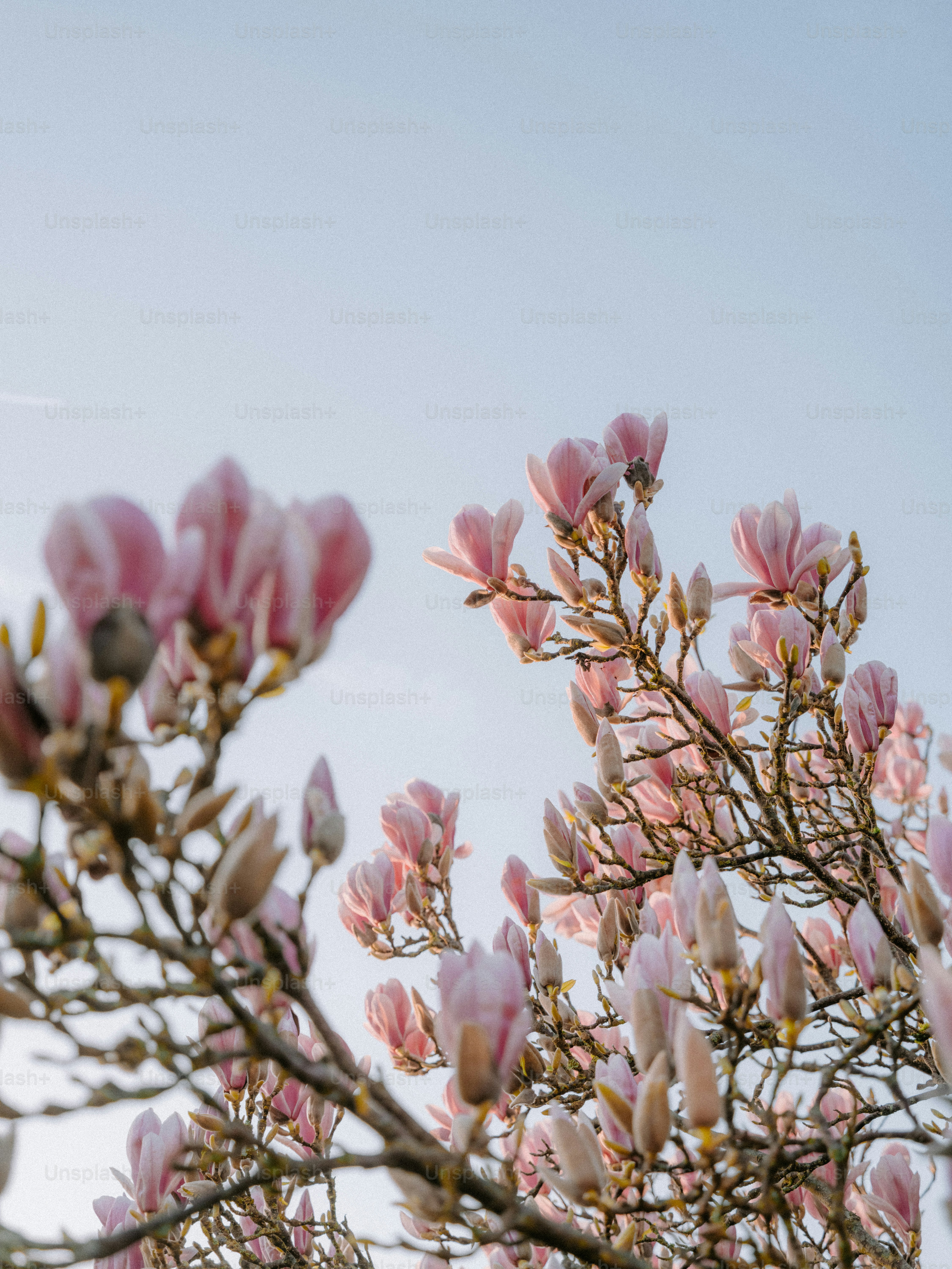 Pink magnolia blossoms against a pale blue sky photo – Spring Image on ...