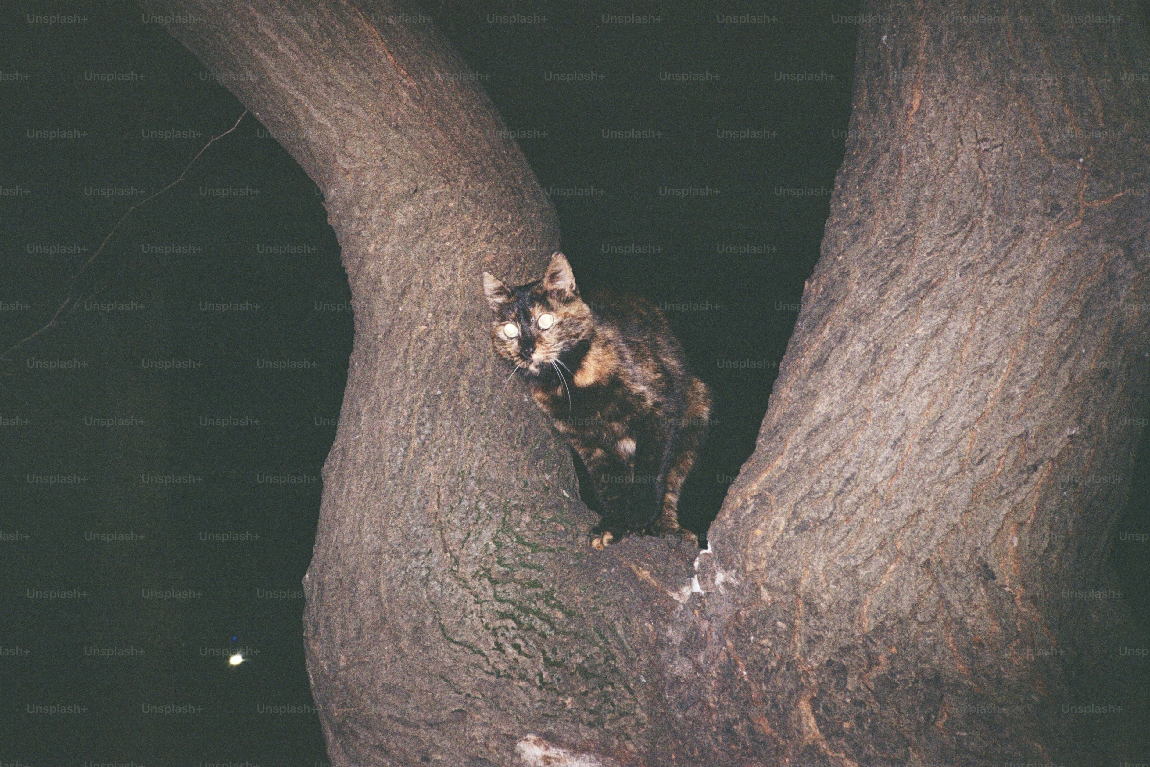 夜、木の枝に止まっている三甲猫。