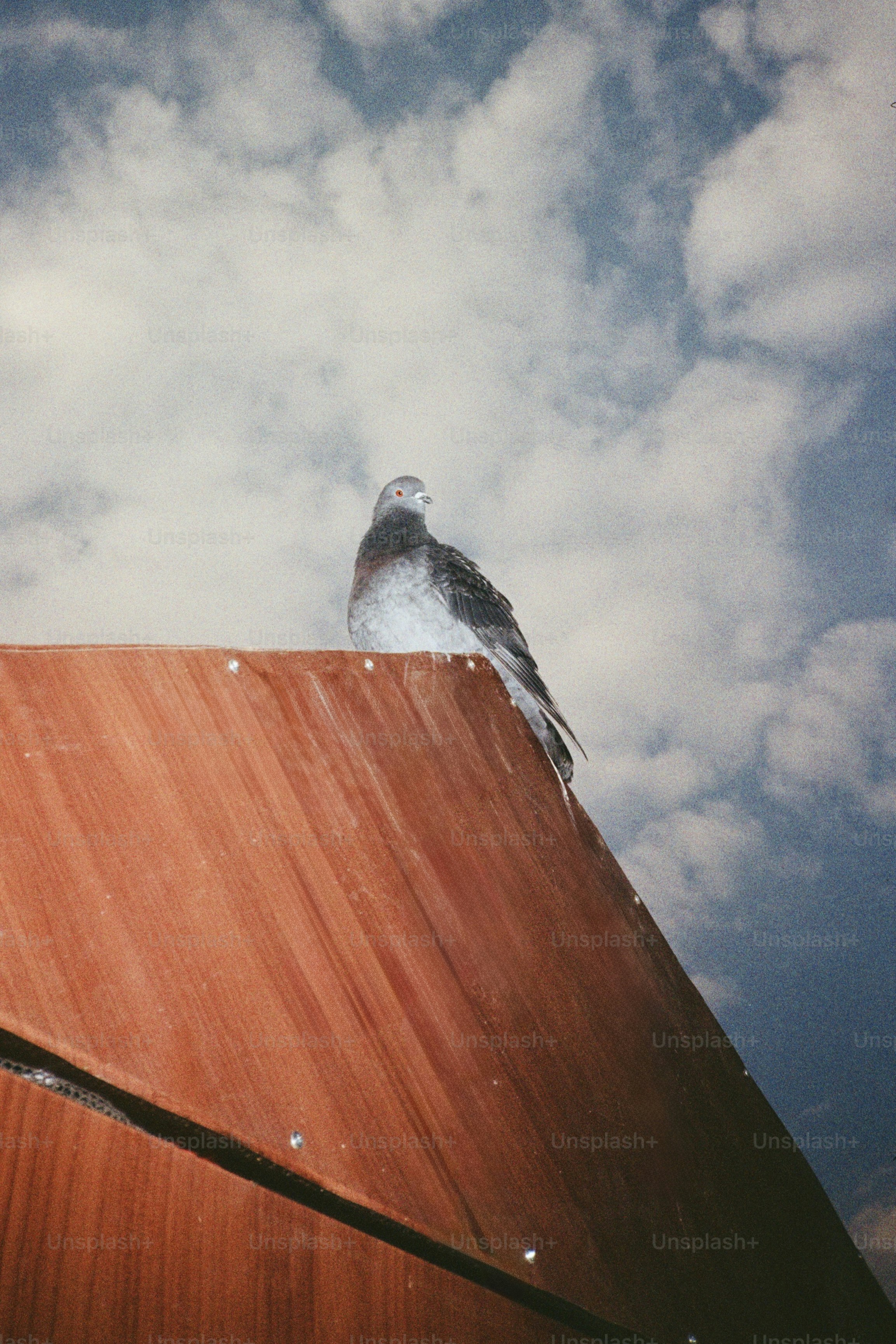 A pigeon perched on a wooden structure against the sky.
