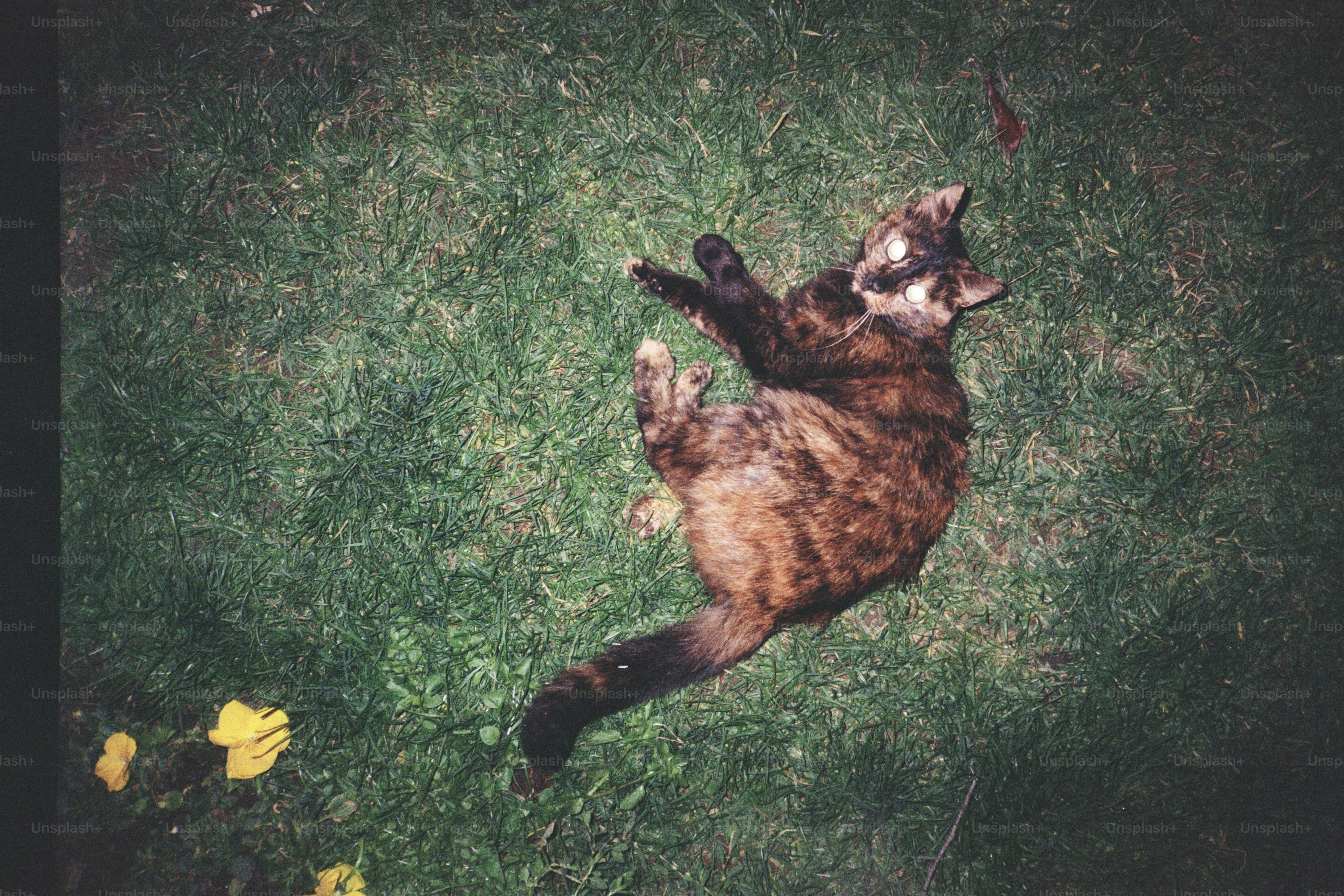 縞猫が緑の草の上で遊びながら転げ回っています。