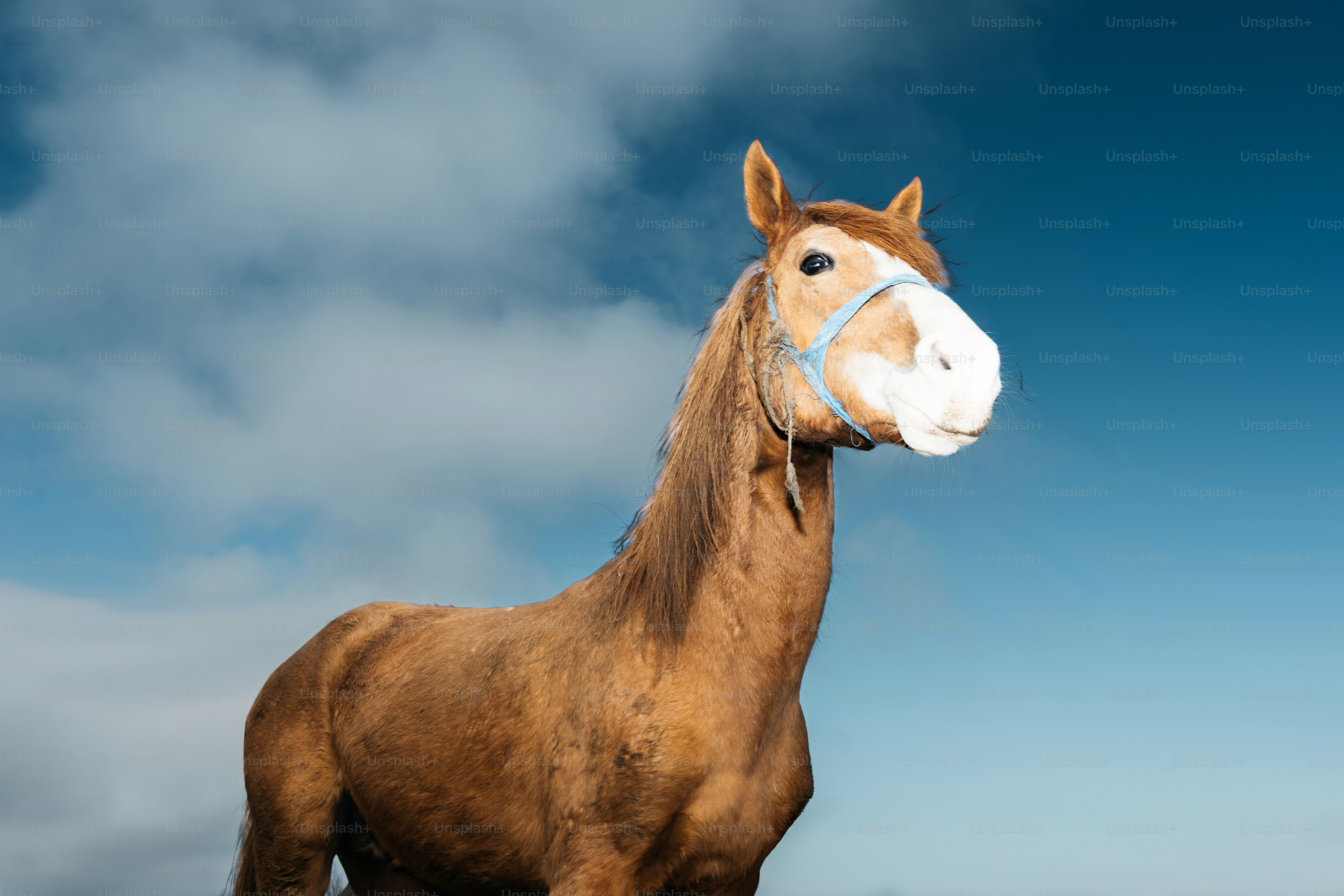 青いハルターをつけた茶色い馬が空を背に立っている。