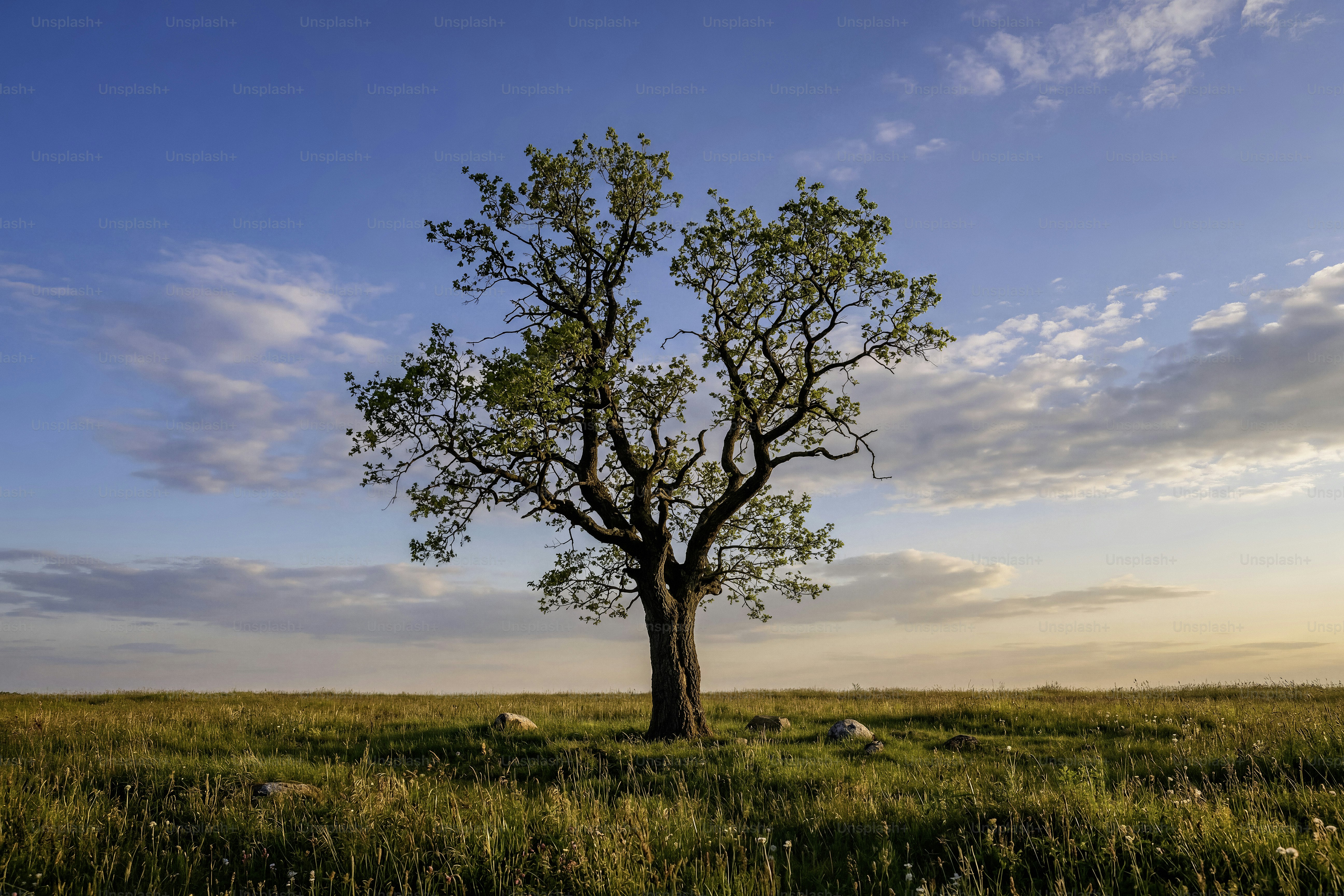 Uma árvore solitária está em um campo gramado sob céu azul