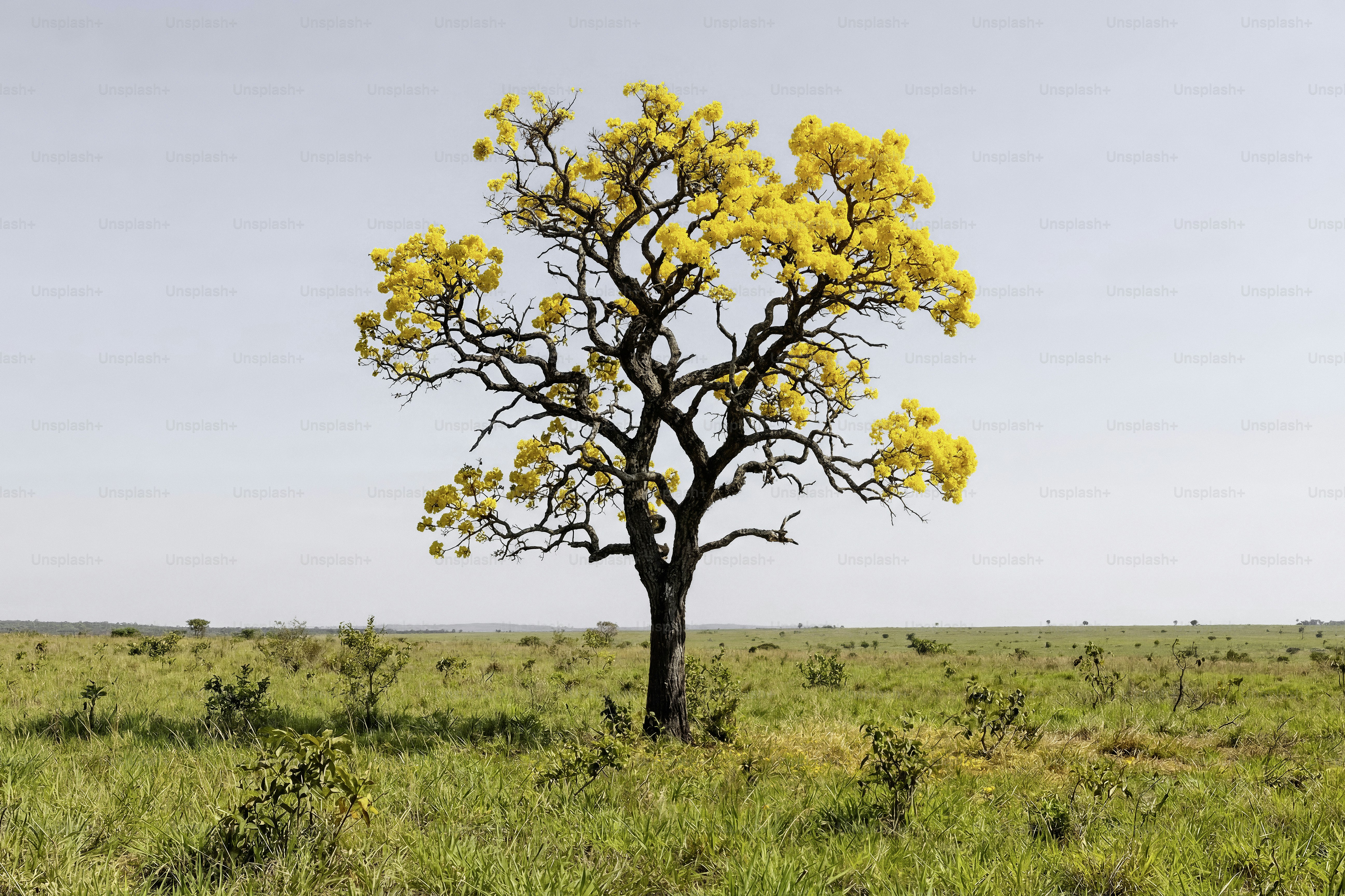 Uma árvore solitária com flores amarelas em um campo gramado