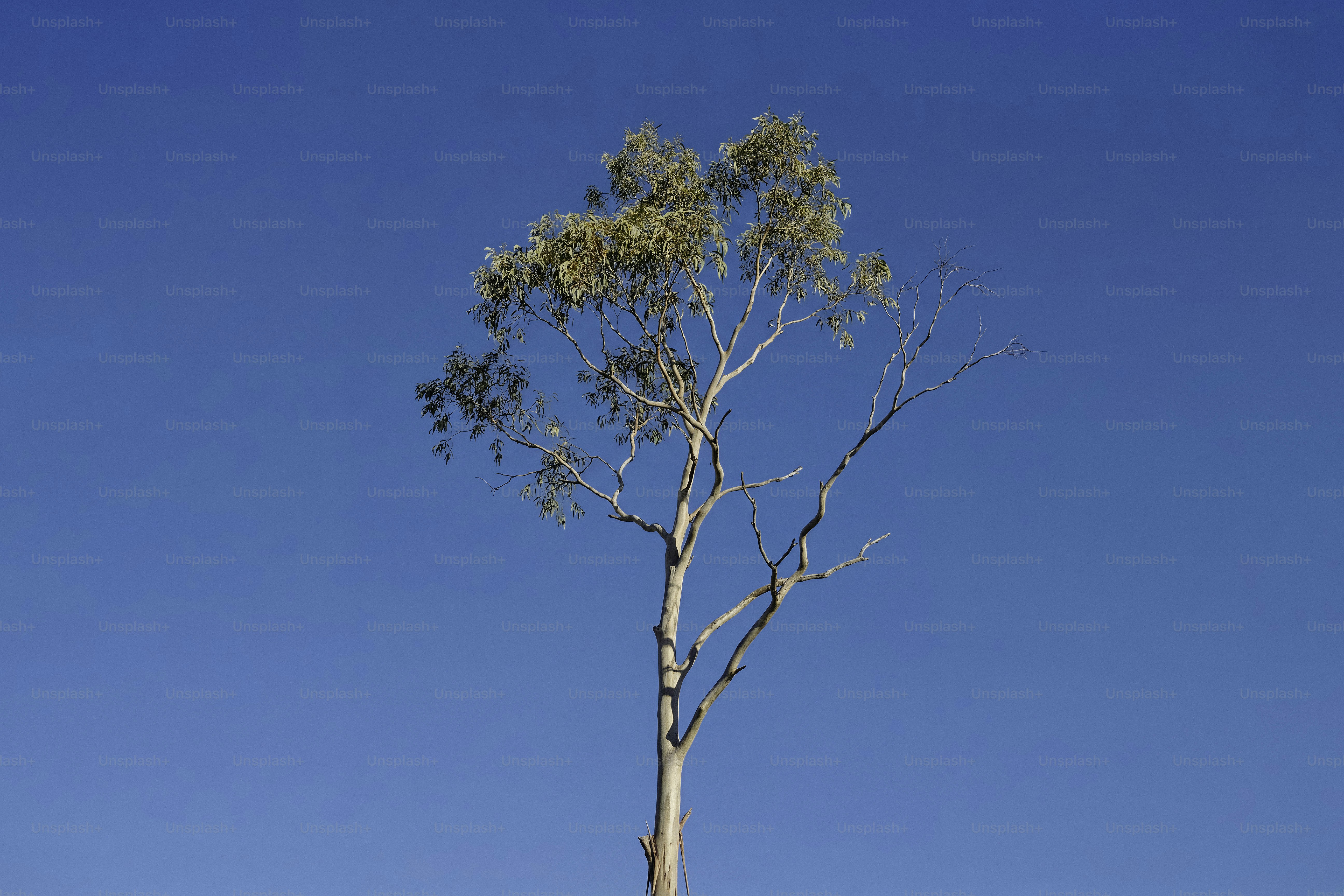 Uma árvore alta contra um céu azul claro