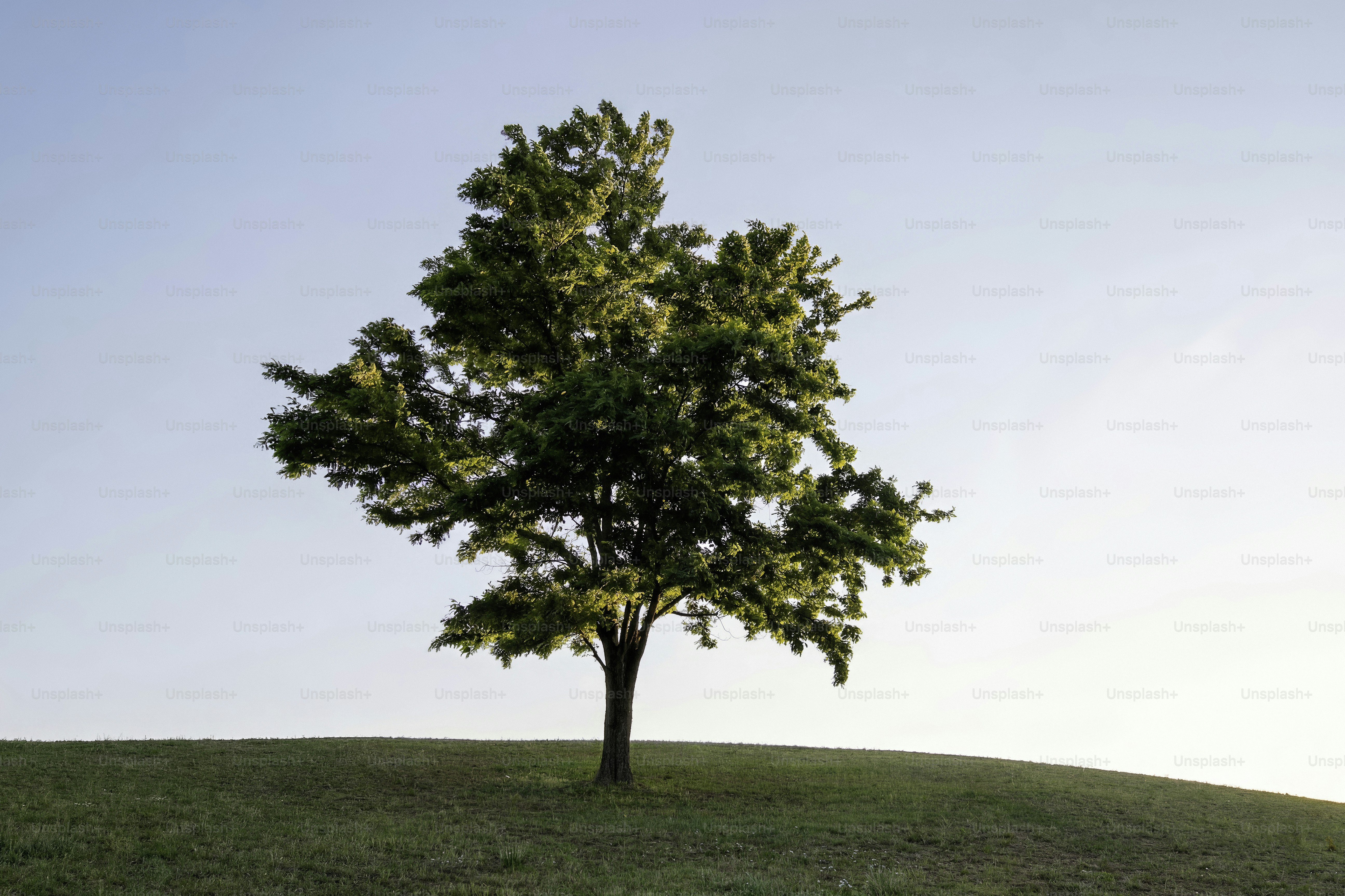 Uma árvore verde solitária em uma colina gramada.