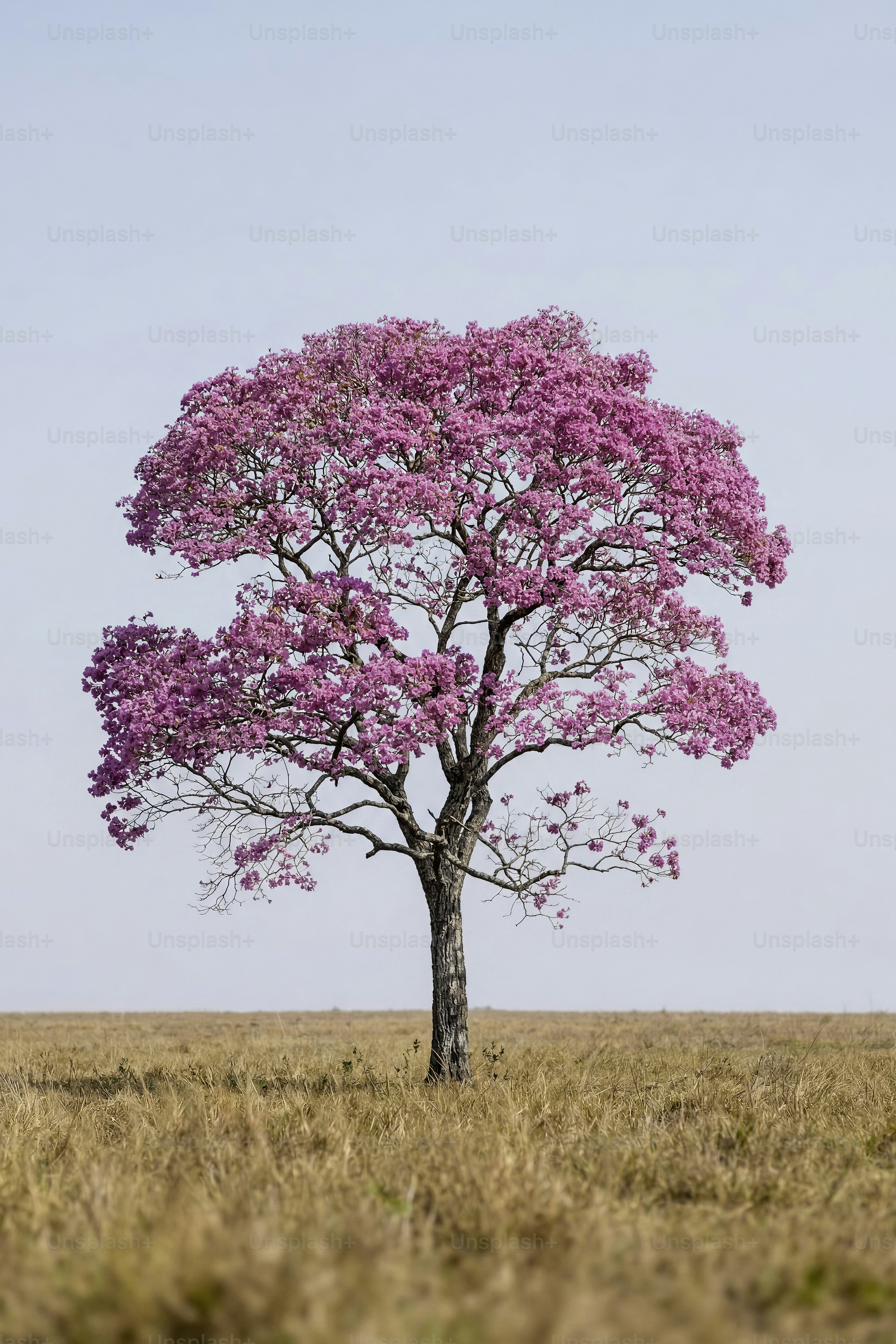 Uma árvore solitária com flores rosas em um campo árido.