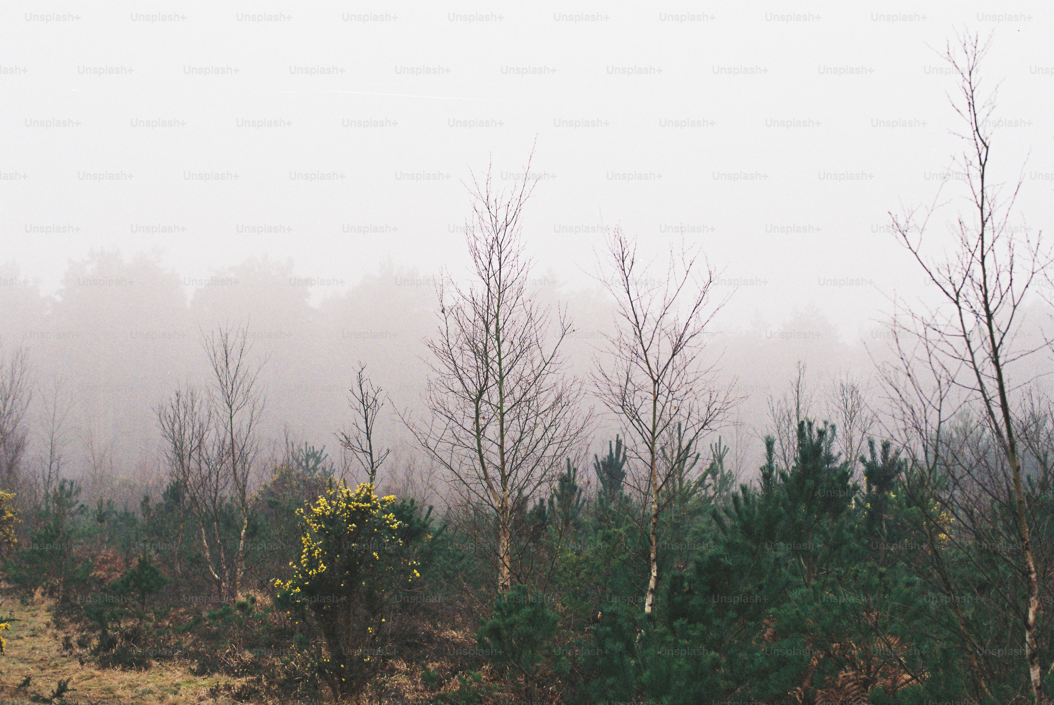 Foresta nebbiosa con alberi spogli e sempreverdi.