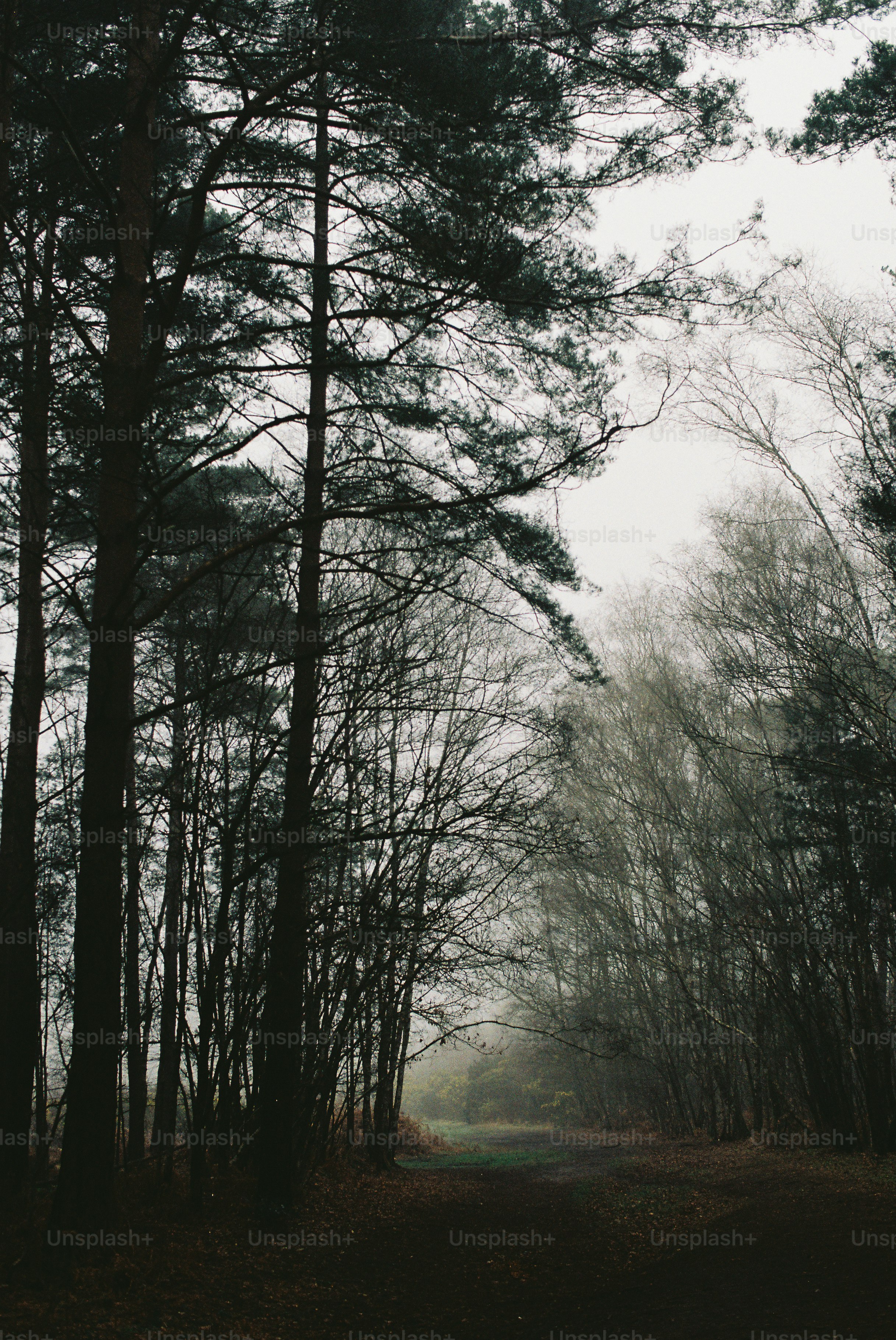 Un sentiero nebbioso nella foresta con alberi alti ai lati.