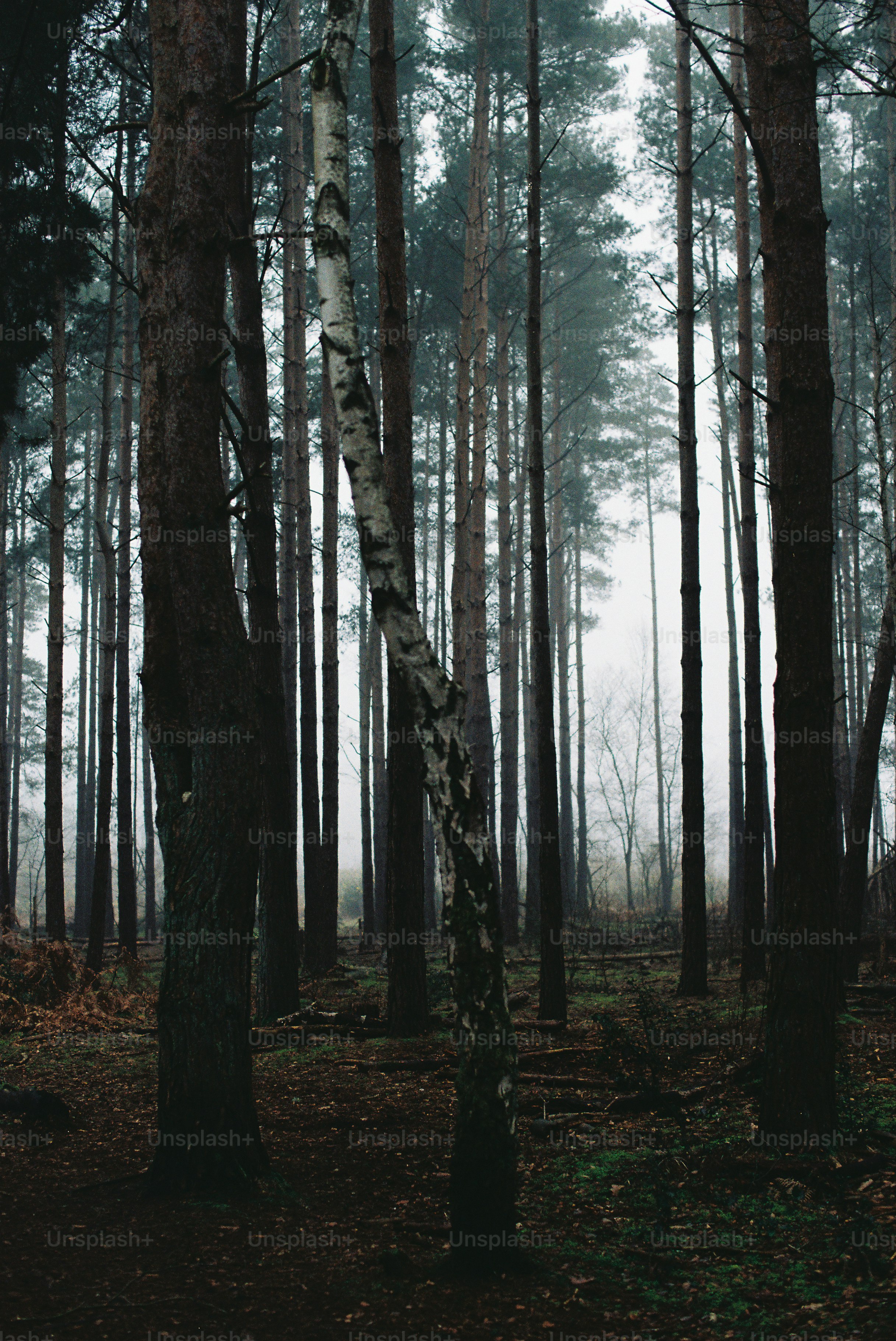 Alberi alti in una foresta nebbiosa e oscura