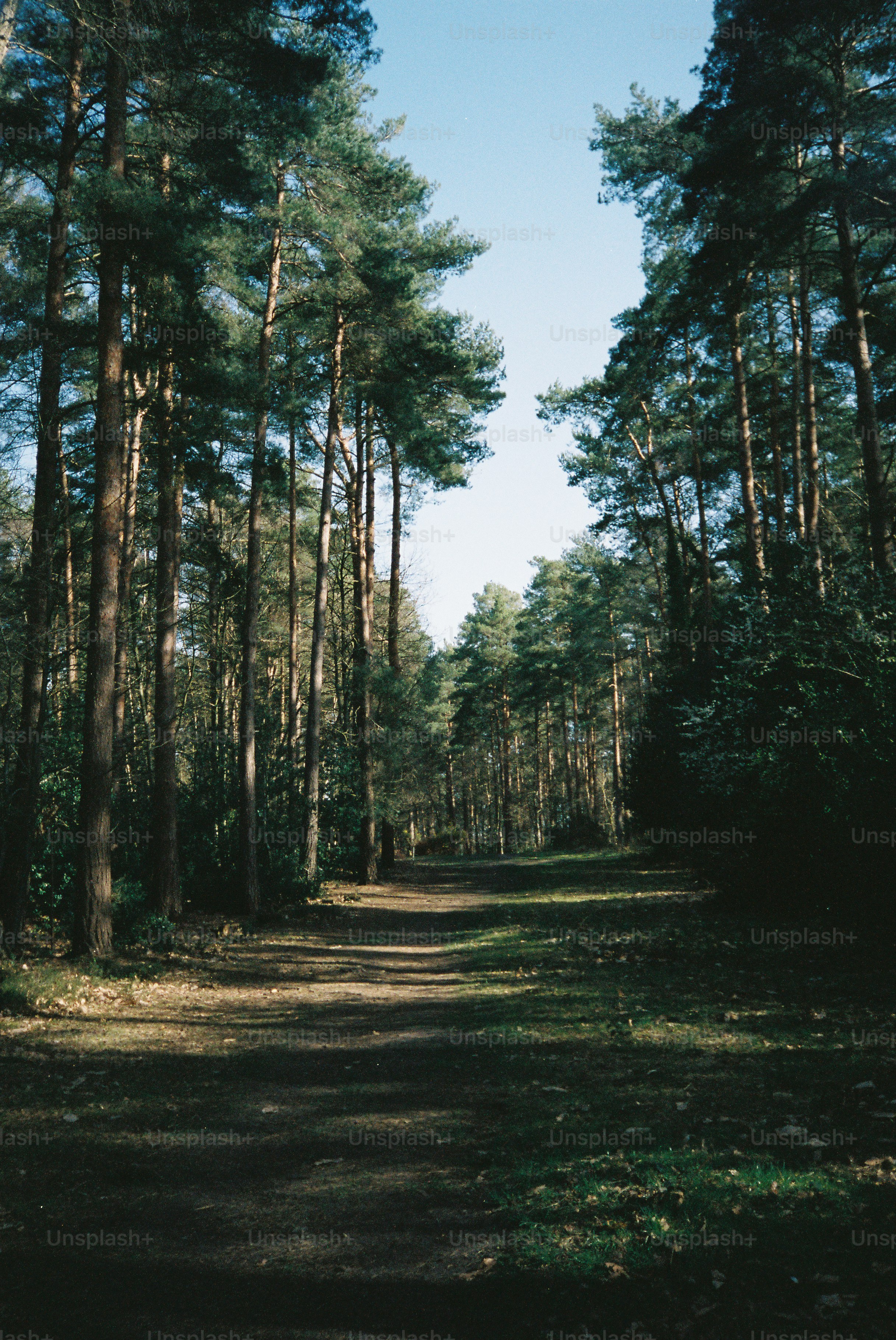 Un sentiero attraverso un'alta pineta