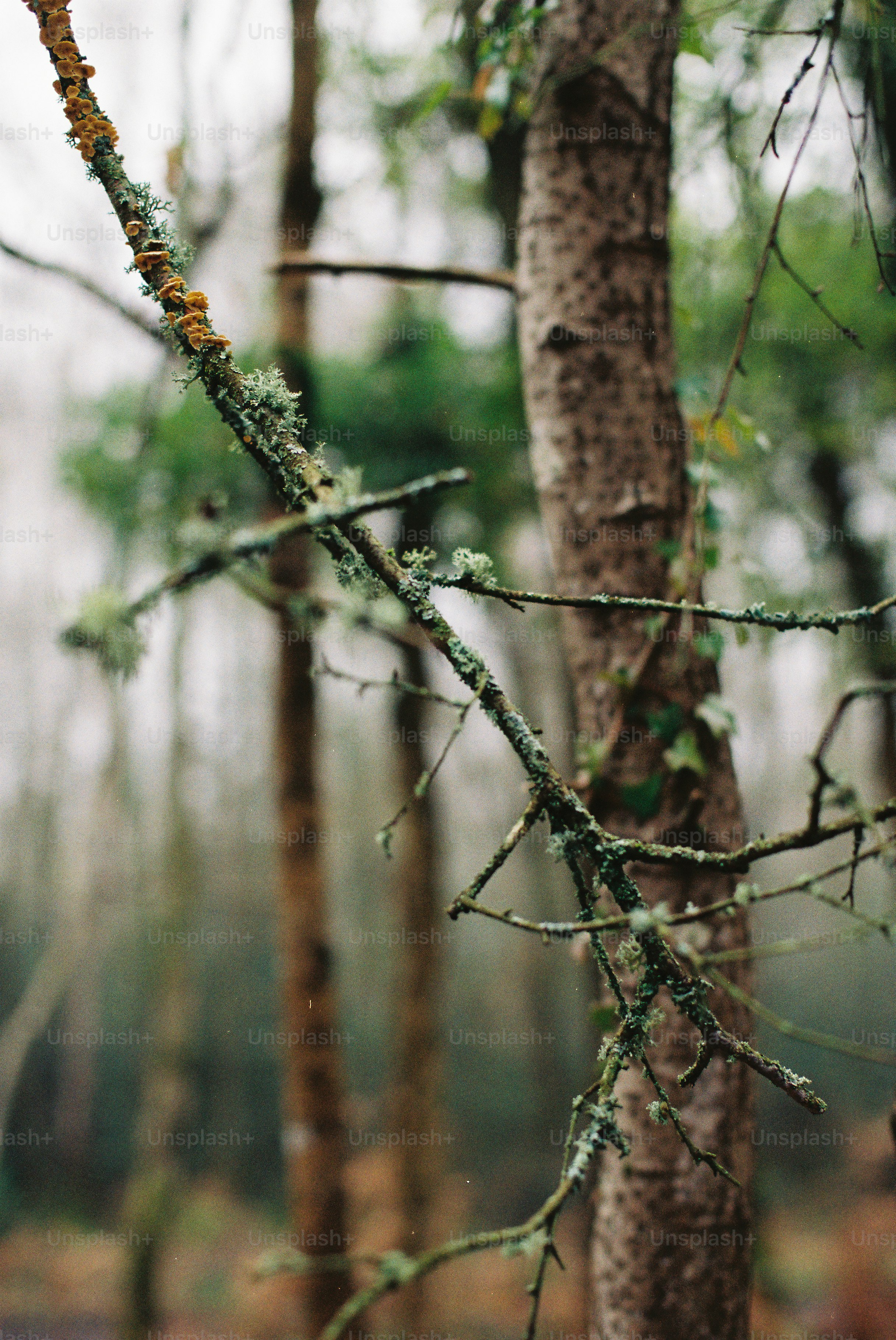 Muschio e licheni su un ramo d'albero nella foresta