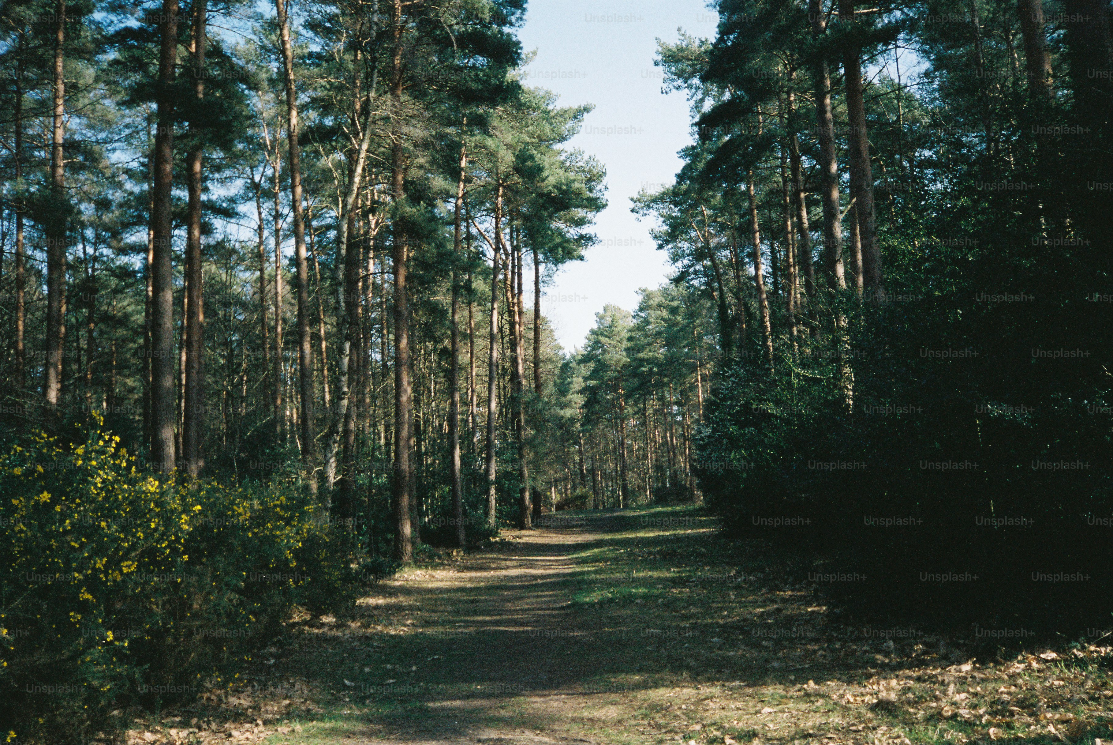 Un sentiero sterrata attraverso una fitta foresta di pini